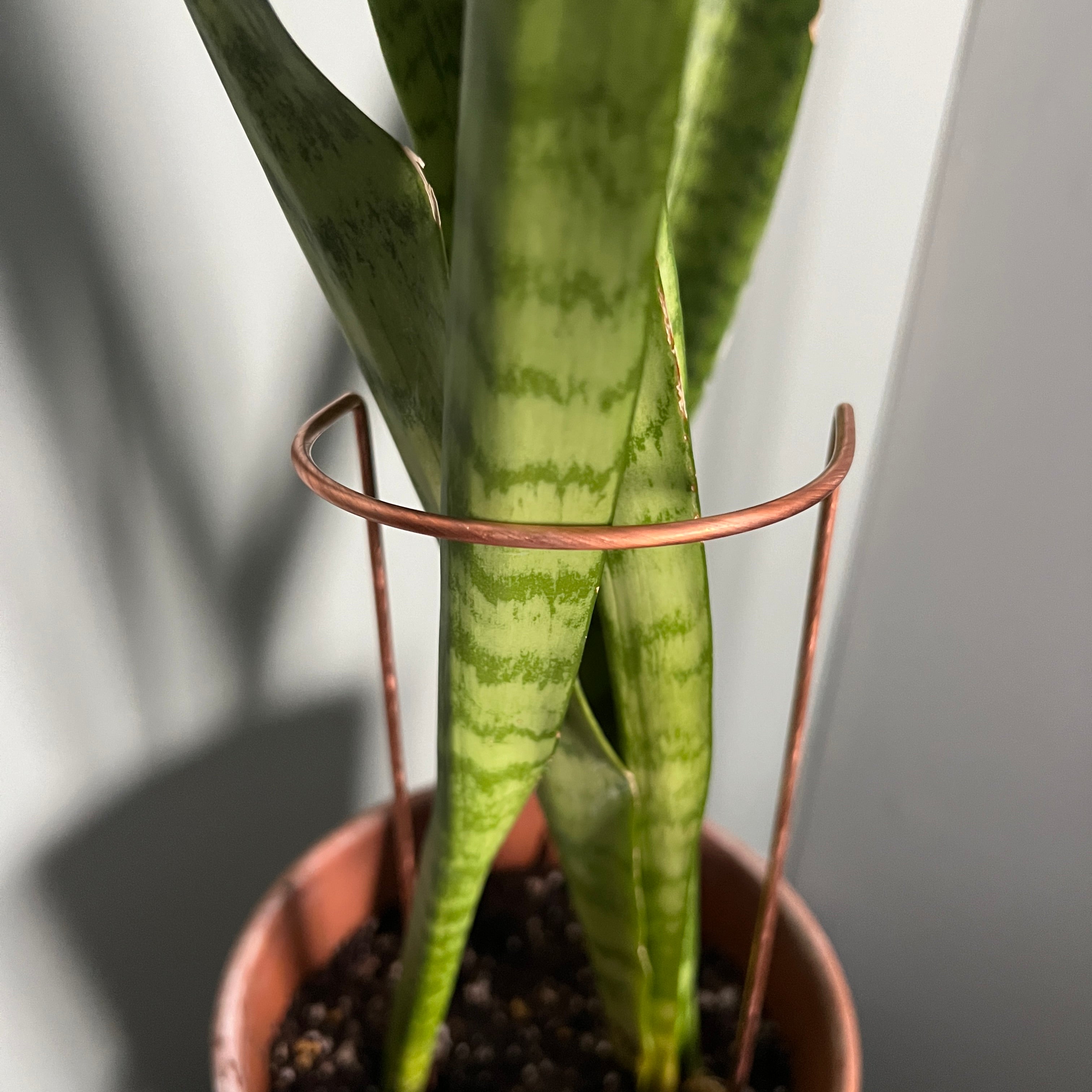 Copper Crescent Plant Stake, Leaning Plant Support