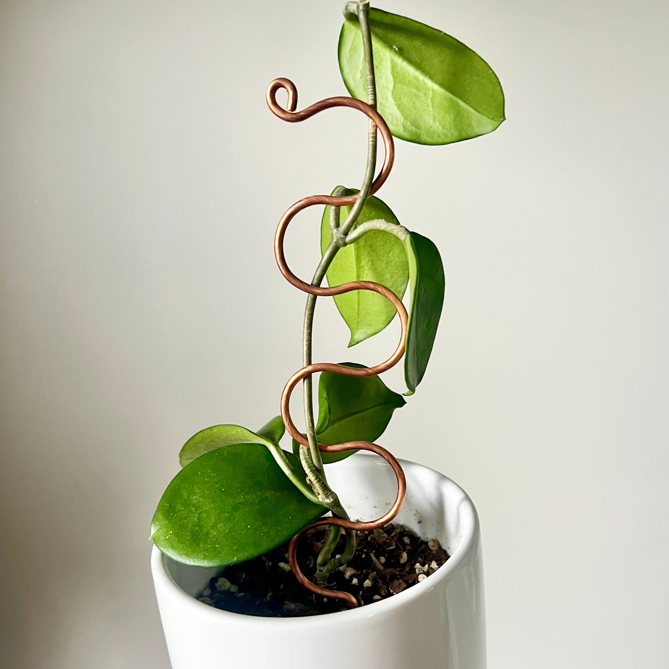 Copper Serpent Plant Stick, Decorative Plant Stake, 2 Lengths