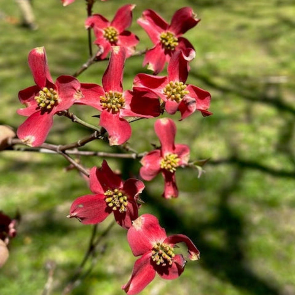 Ragin' Red™ Dogwood – Deep Red Blooms & Burgundy Fall Color