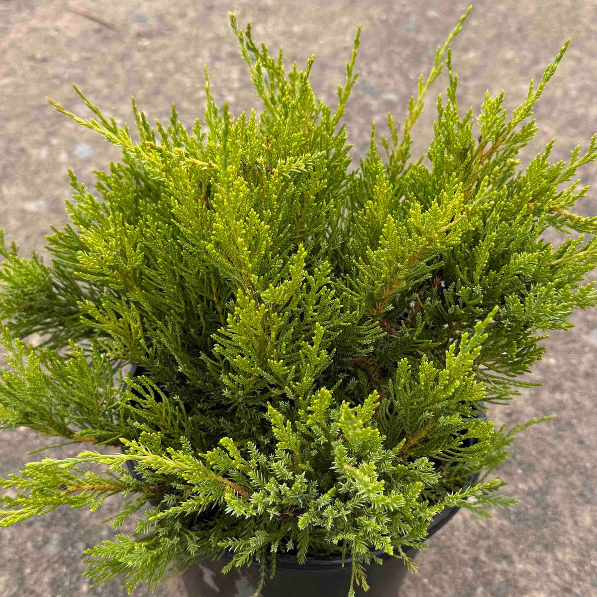 Sea Green Juniper – Arching Evergreen Landscape Shrub