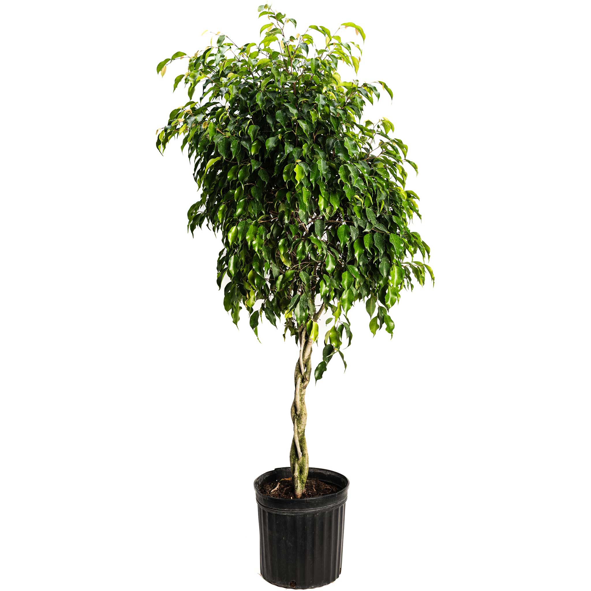 Potted plant with green leaves on a white background.  Henderson Garden Supply