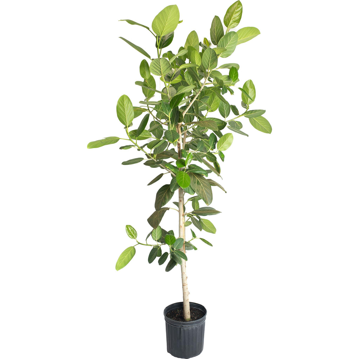 Ficus Audrey Multi-Stem Tree – Indoor Statement Plant