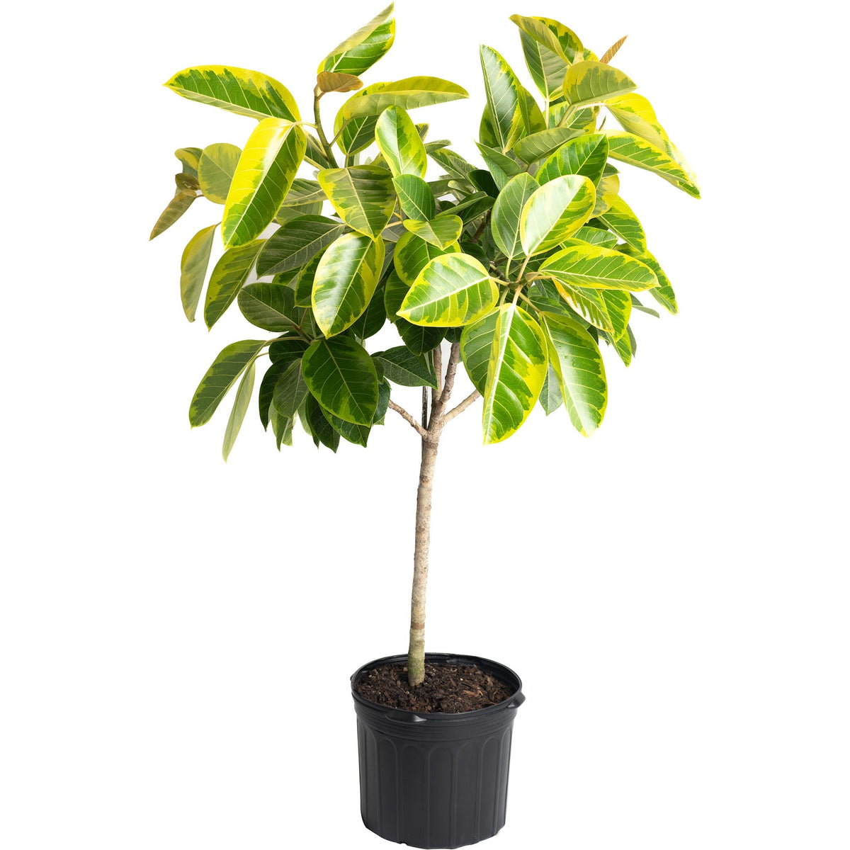 Ficus Altissima Tree – Bright Tropical Indoor Foliage