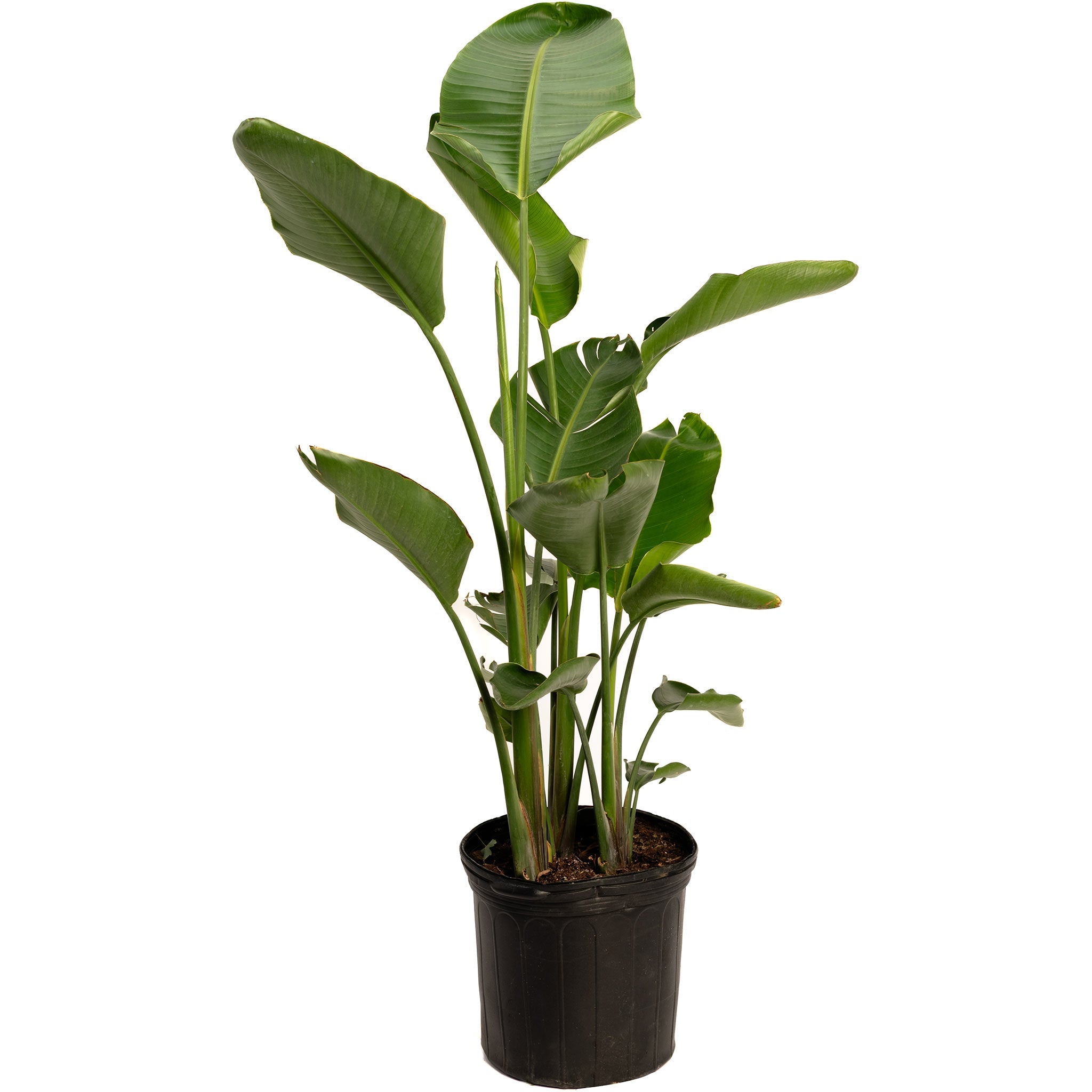 Potted plant with large green leaves on a white background.  Henderson Garden Supply