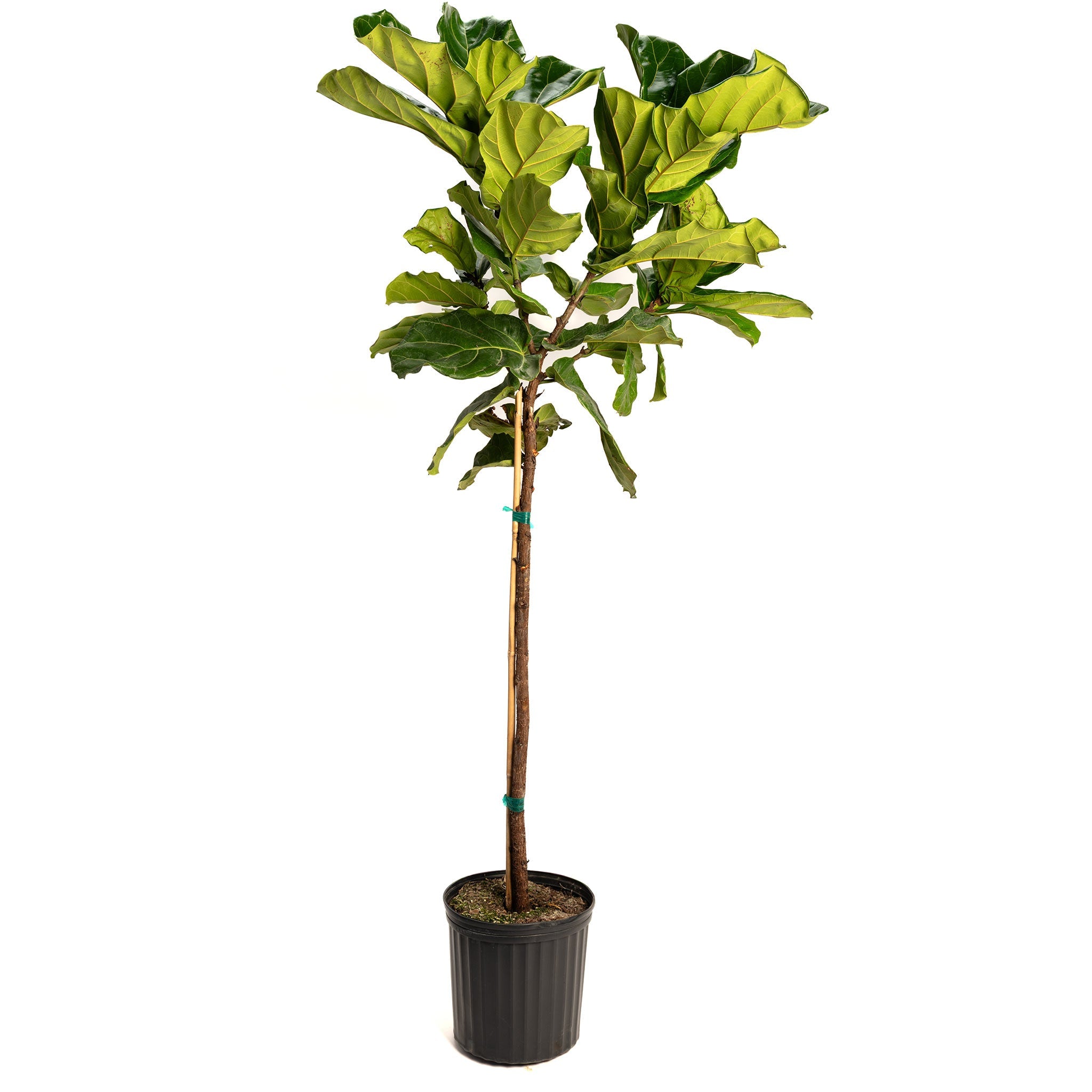 Potted fiddle leaf fig plant on a white background - Fiddle leaf - Henderson Garden Supply