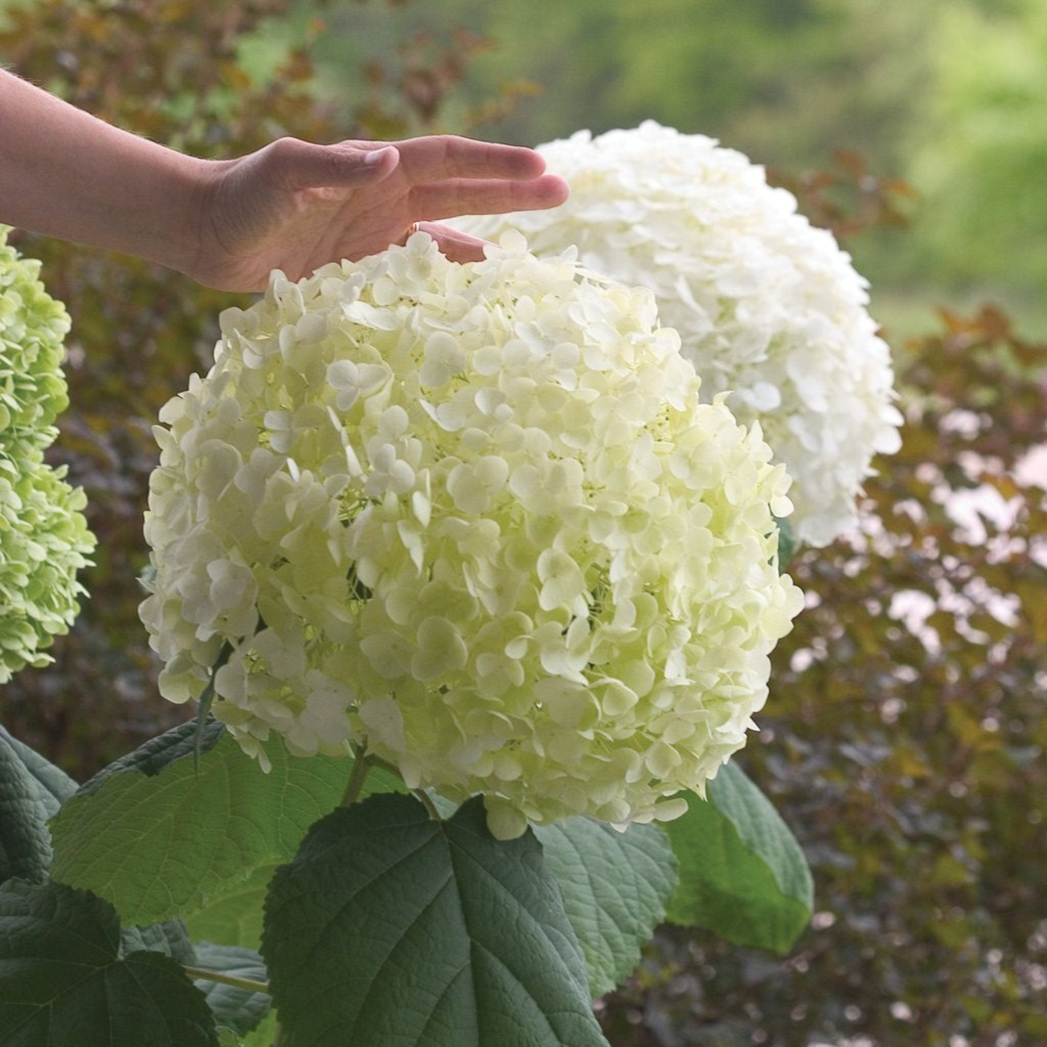 Large white hydrangea flower with a hand for scale, set against a natural background. - Henderson Garden Supply