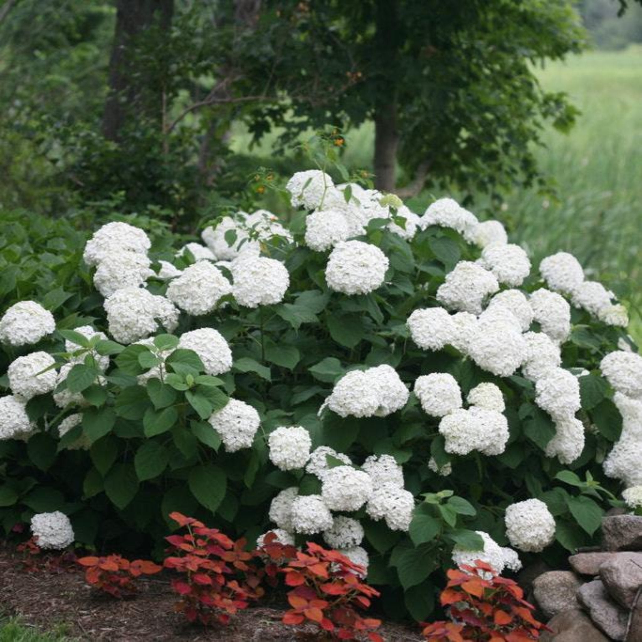 Bush of white flowers with green leaves and red plants in the foreground.  Henderson Garden Supply