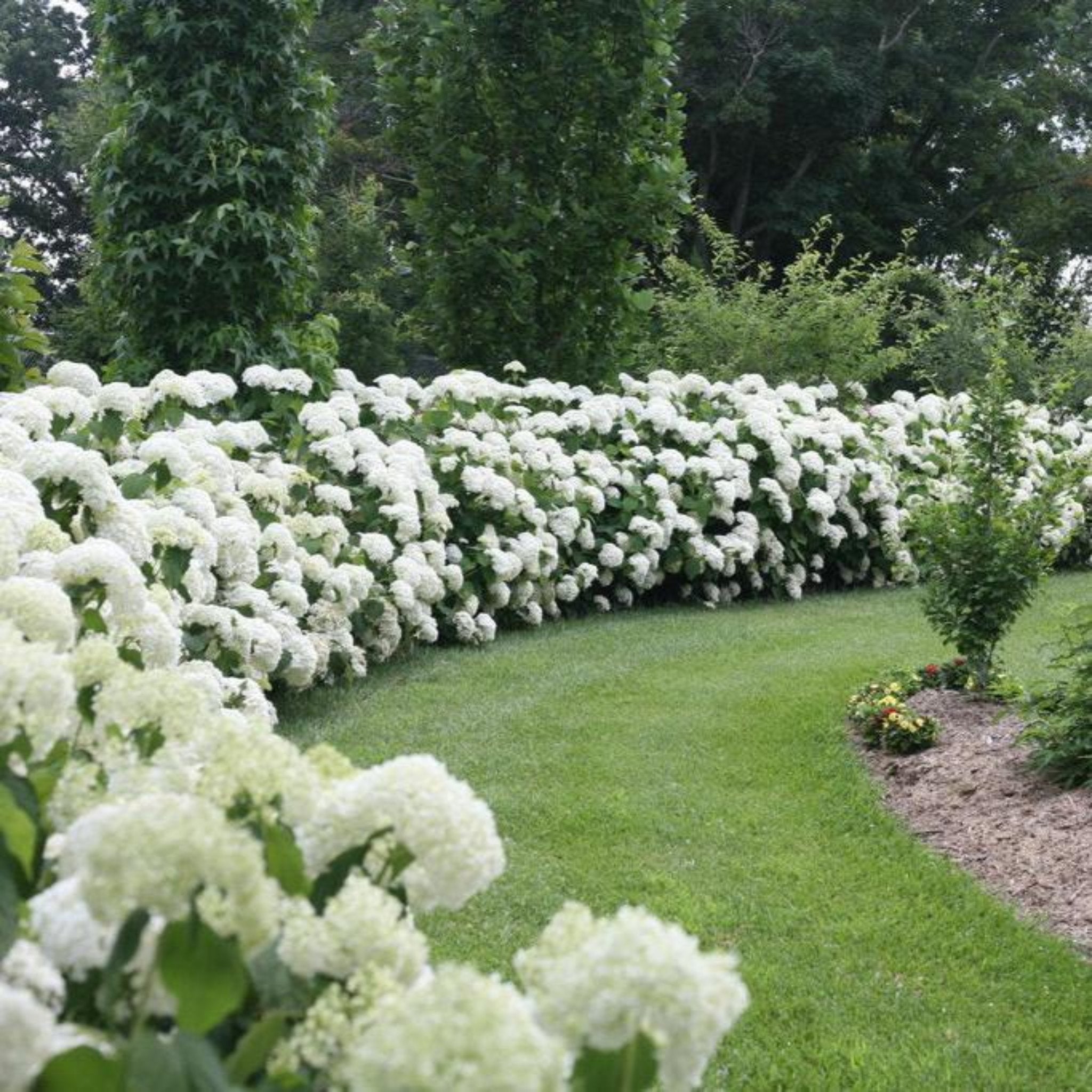 Row of white hydrangeas in a garden setting with green grass and trees.  Henderson Garden Supply