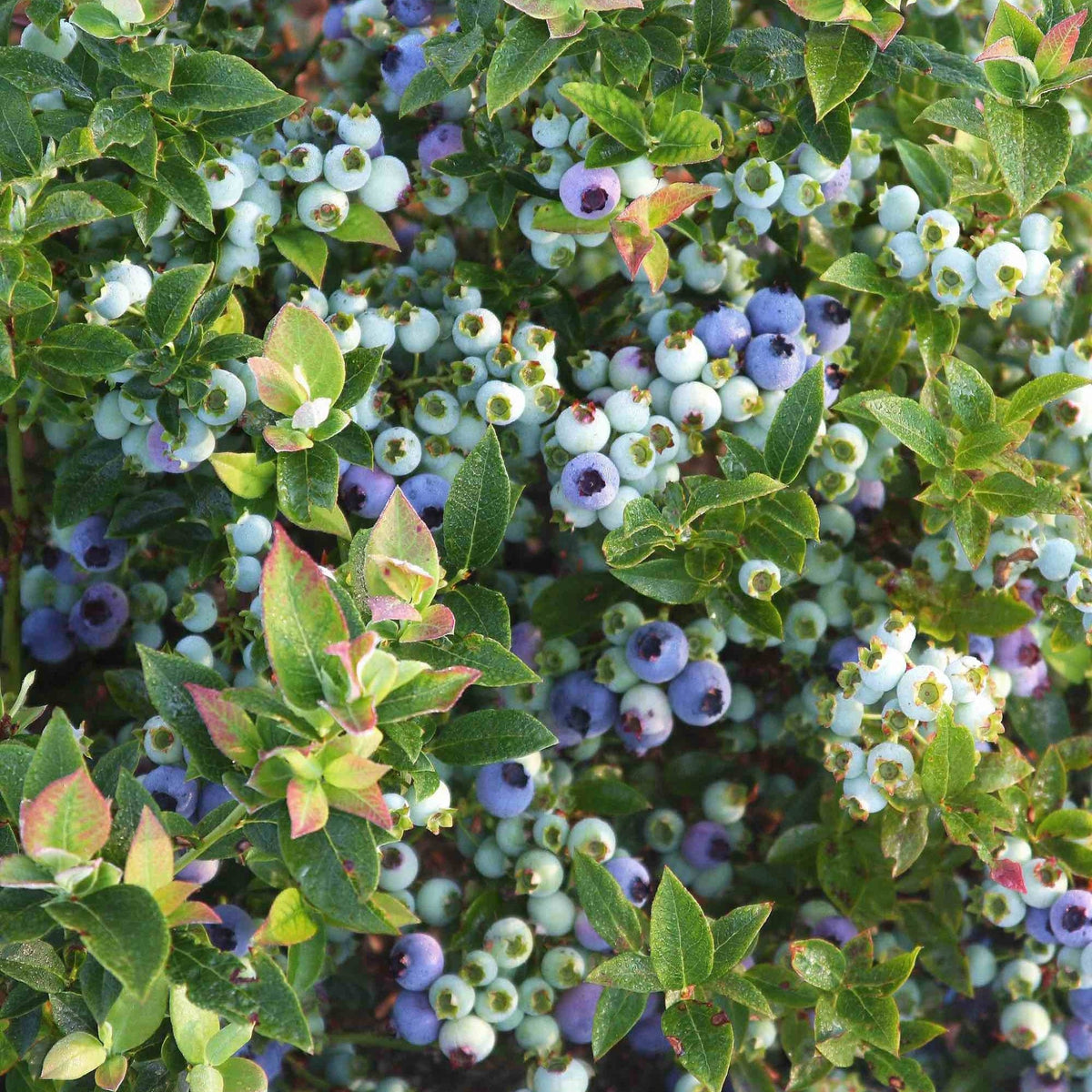 Jelly Bean® Blueberry – Compact Bush with Sweet Berries