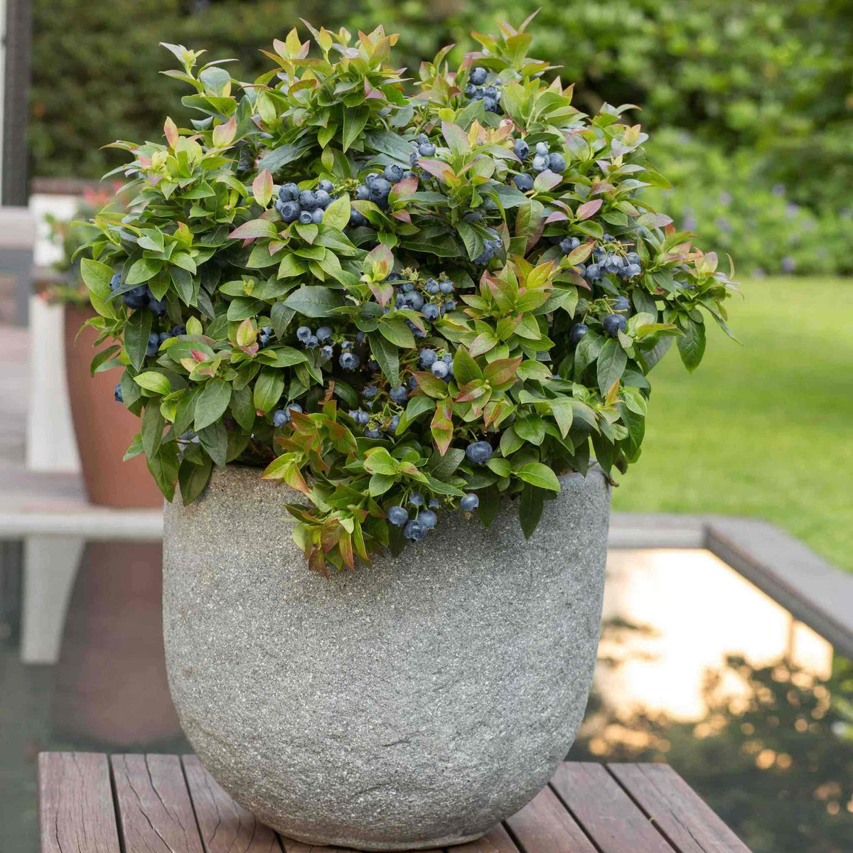 Jelly Bean® Blueberry – Compact Bush with Sweet Berries