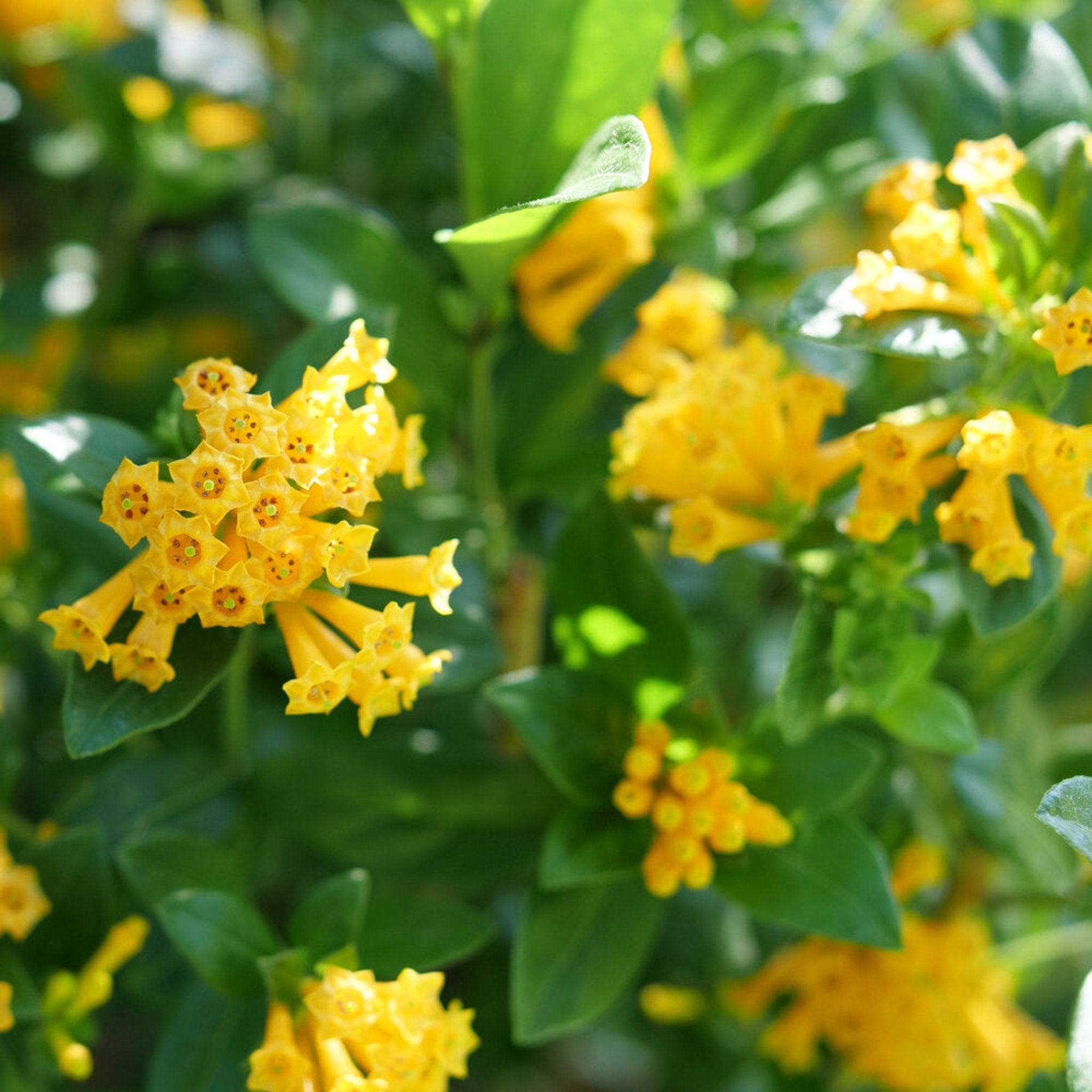 Close-up of yellow flowers with green leaves in the background - Henderson Garden Supply