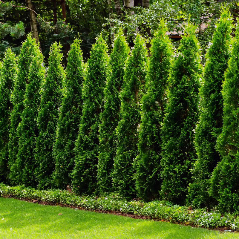 Junior Giant Thuja Tree | Fast-Growing Evergreen Privacy Hedge