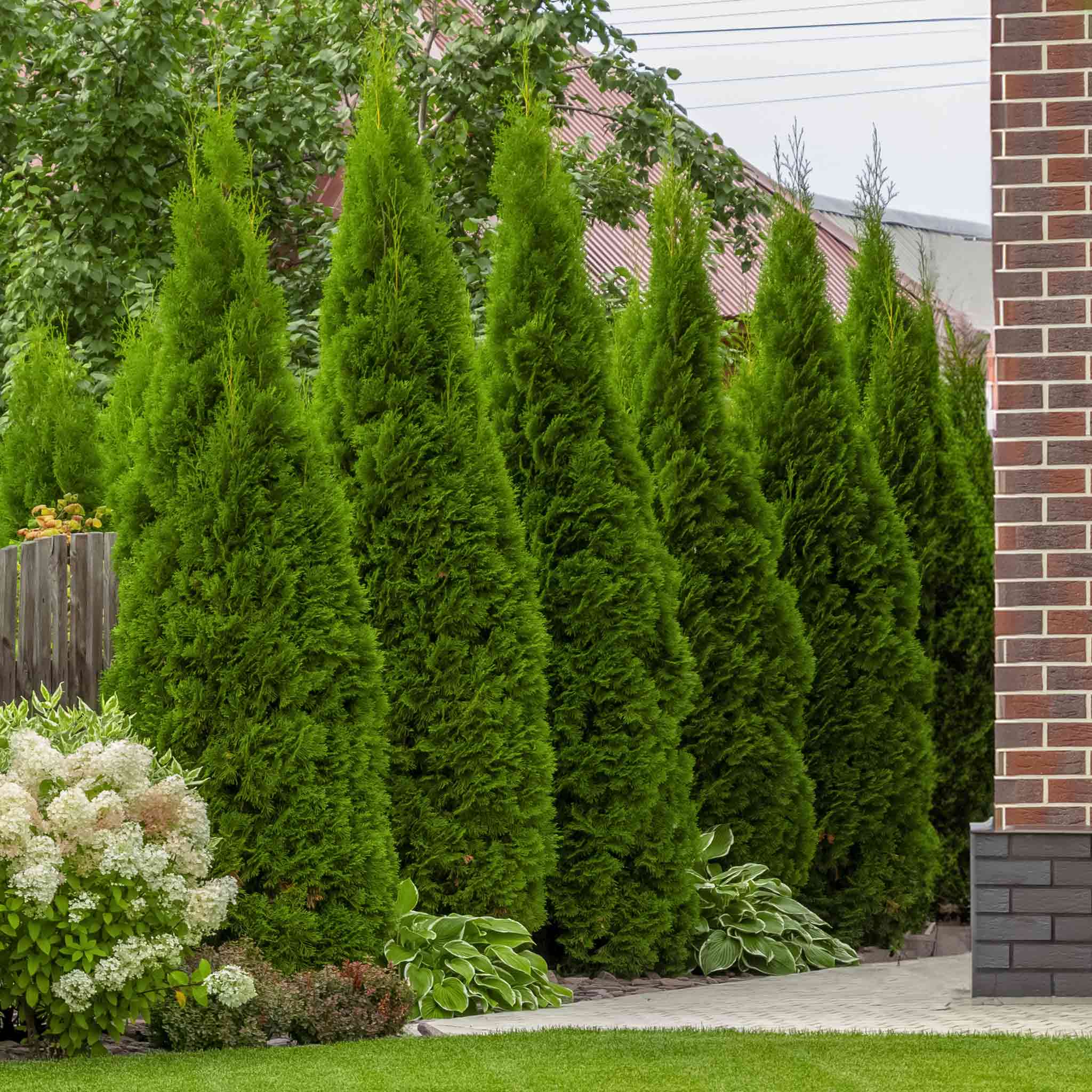 Evergreen tree - henderson Garden Supply