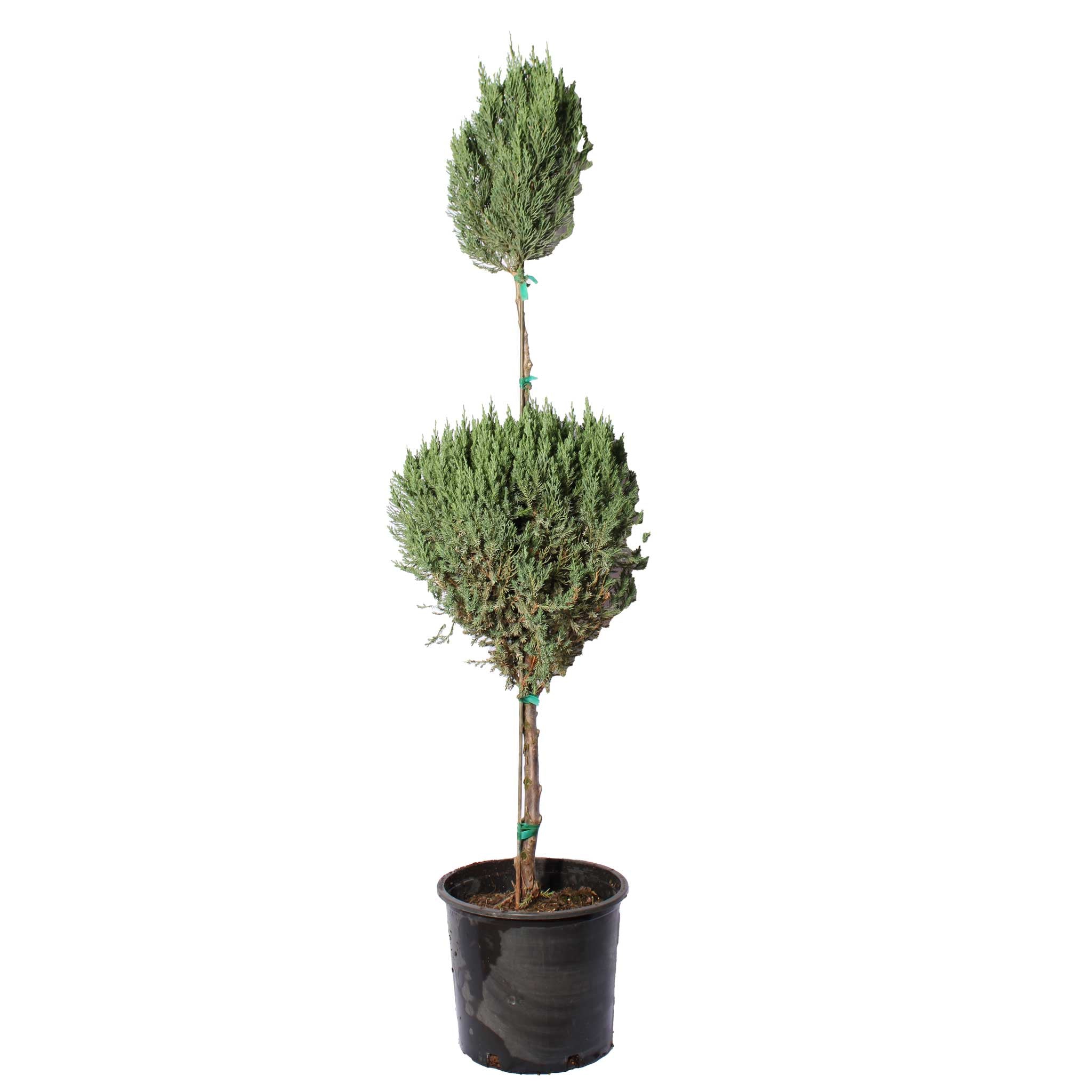2 ball Juniper topiary - Henderson Garden Supply