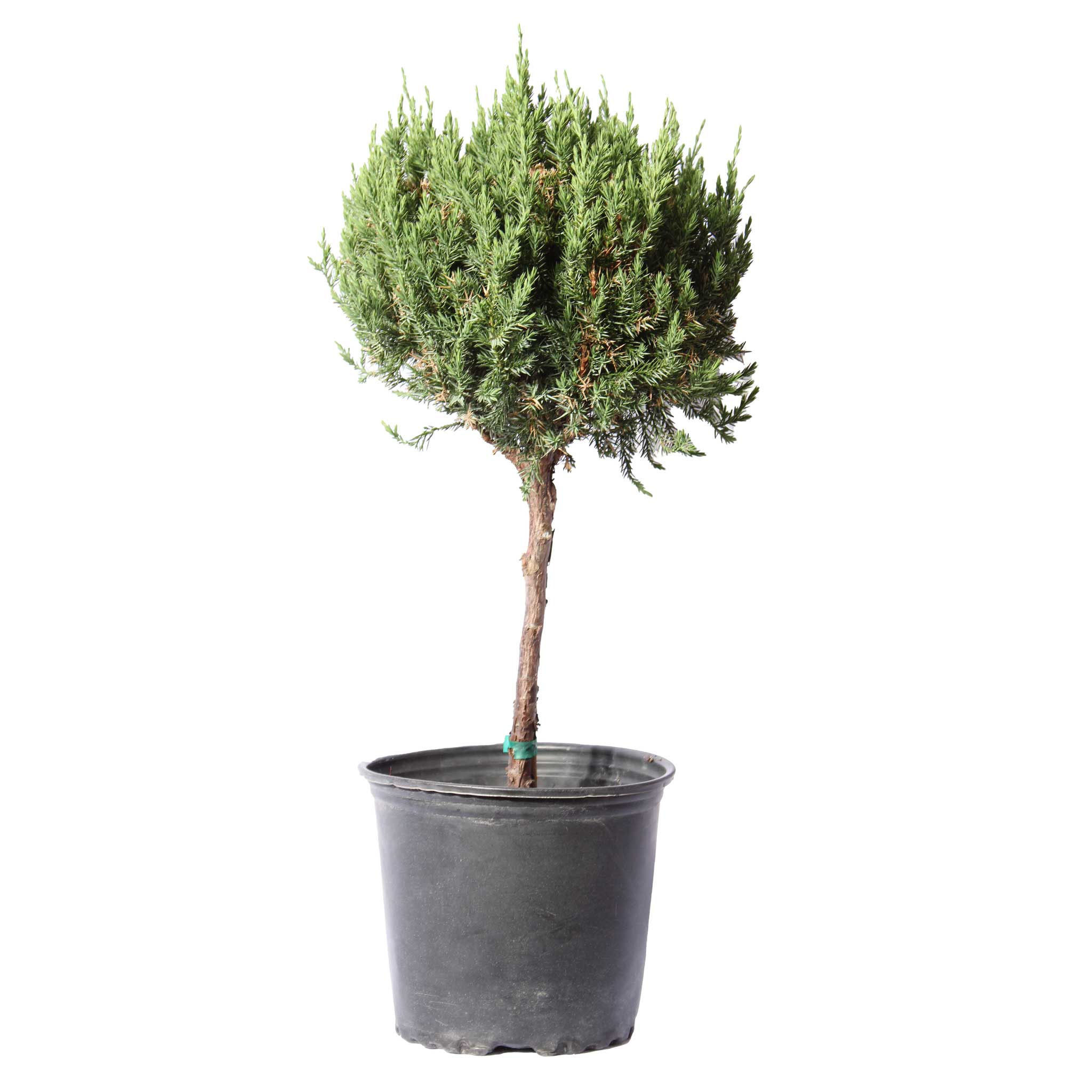 1 ball juniper topiary - Henderson Garden Supply