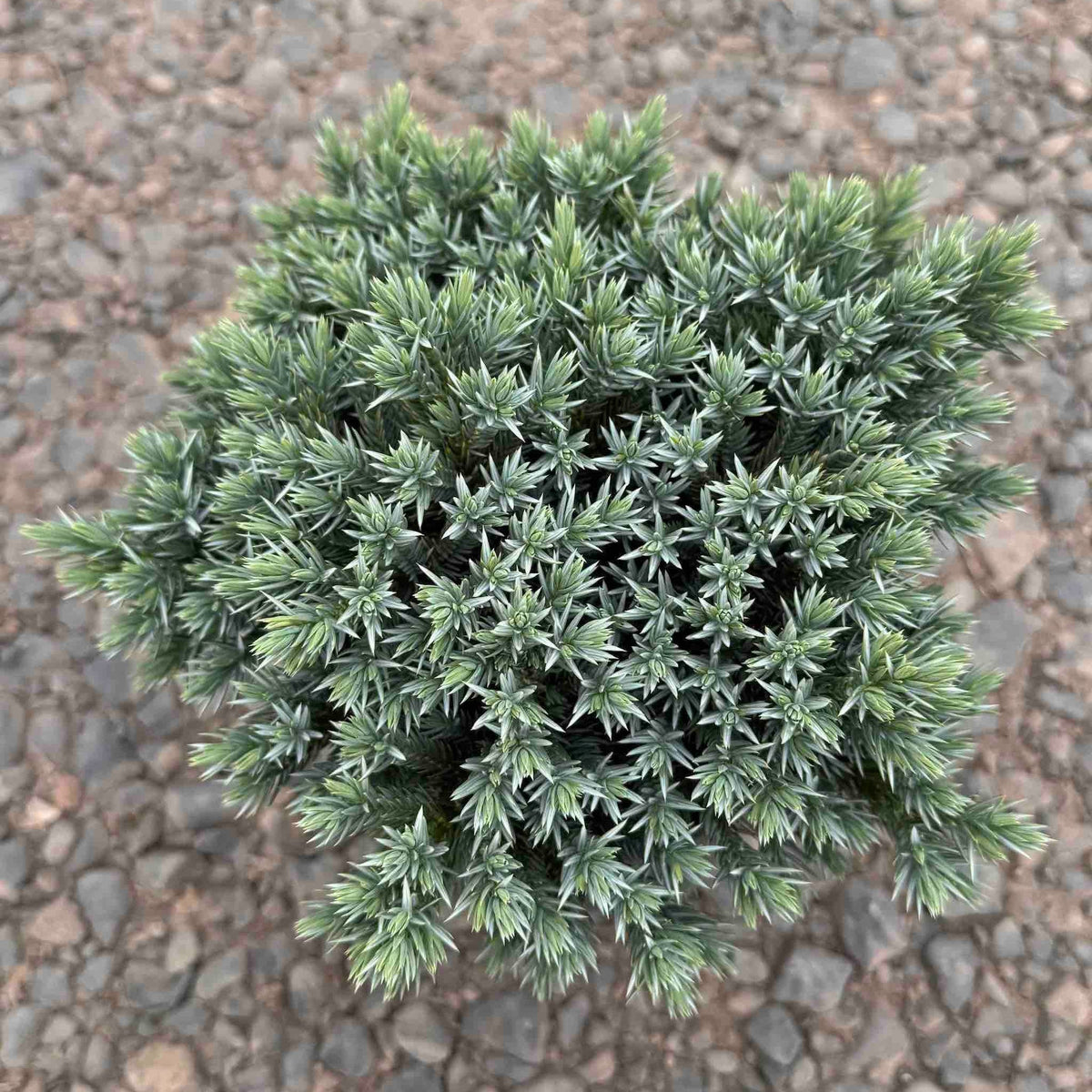 Blue Star Juniper – Dwarf Evergreen with Blue Foliage