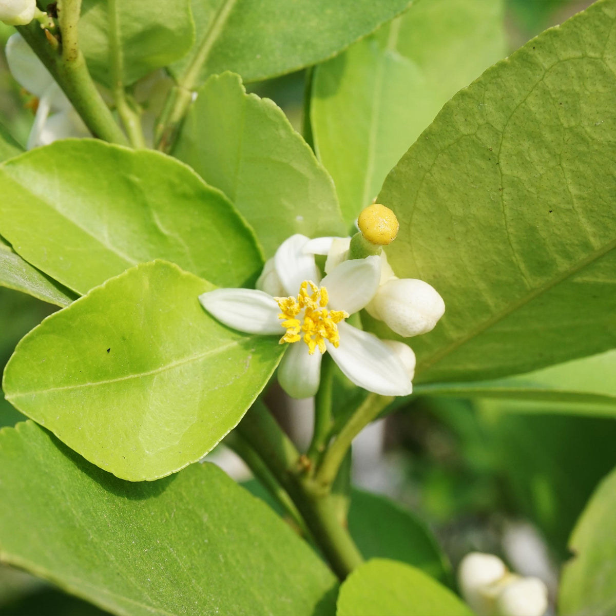 Key Lime Tree – Patio Citrus & Fragrant Blossoms
