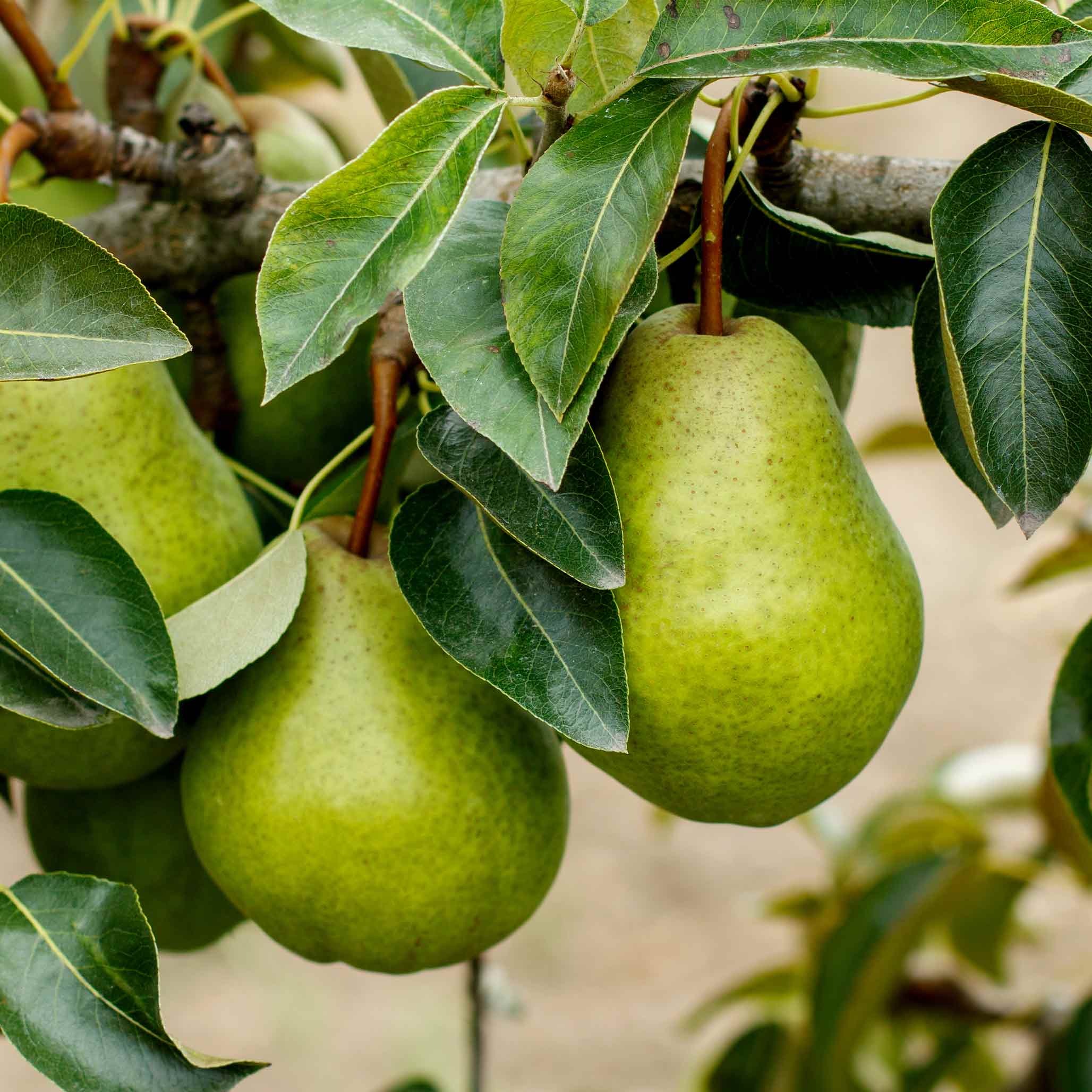 Green pears hanging from a tree with leaves.  Henderson Garden Supply