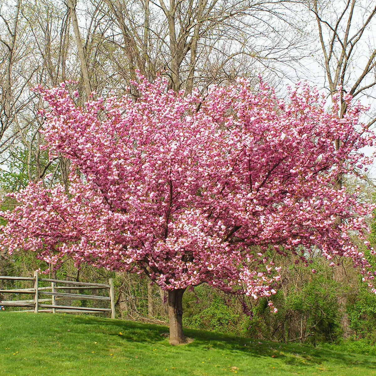 Tree with pink blossoms in a park-like setting with grass and trees in the background.  Henderson Garden Supply