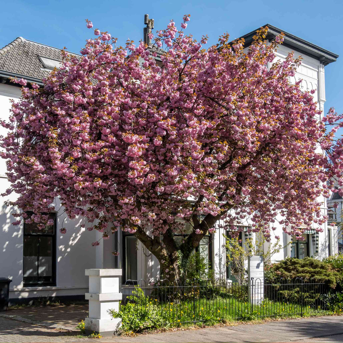 Pink flowering tree in front of a white house with a clear blue sky.  Henderson Garden Supply