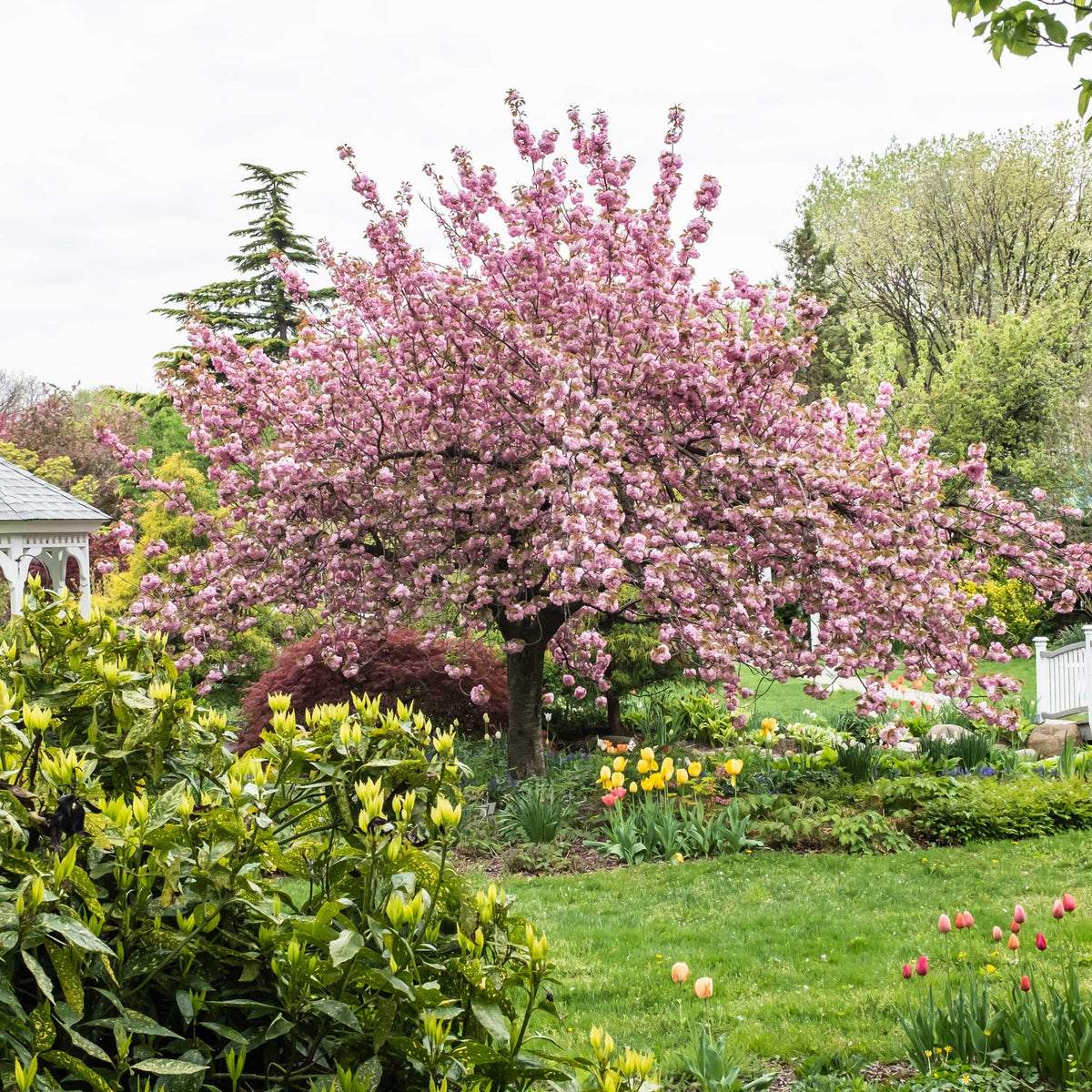 Blossoming pink tree in a garden with green grass and colorful flowers.  Henderson Garden Supply