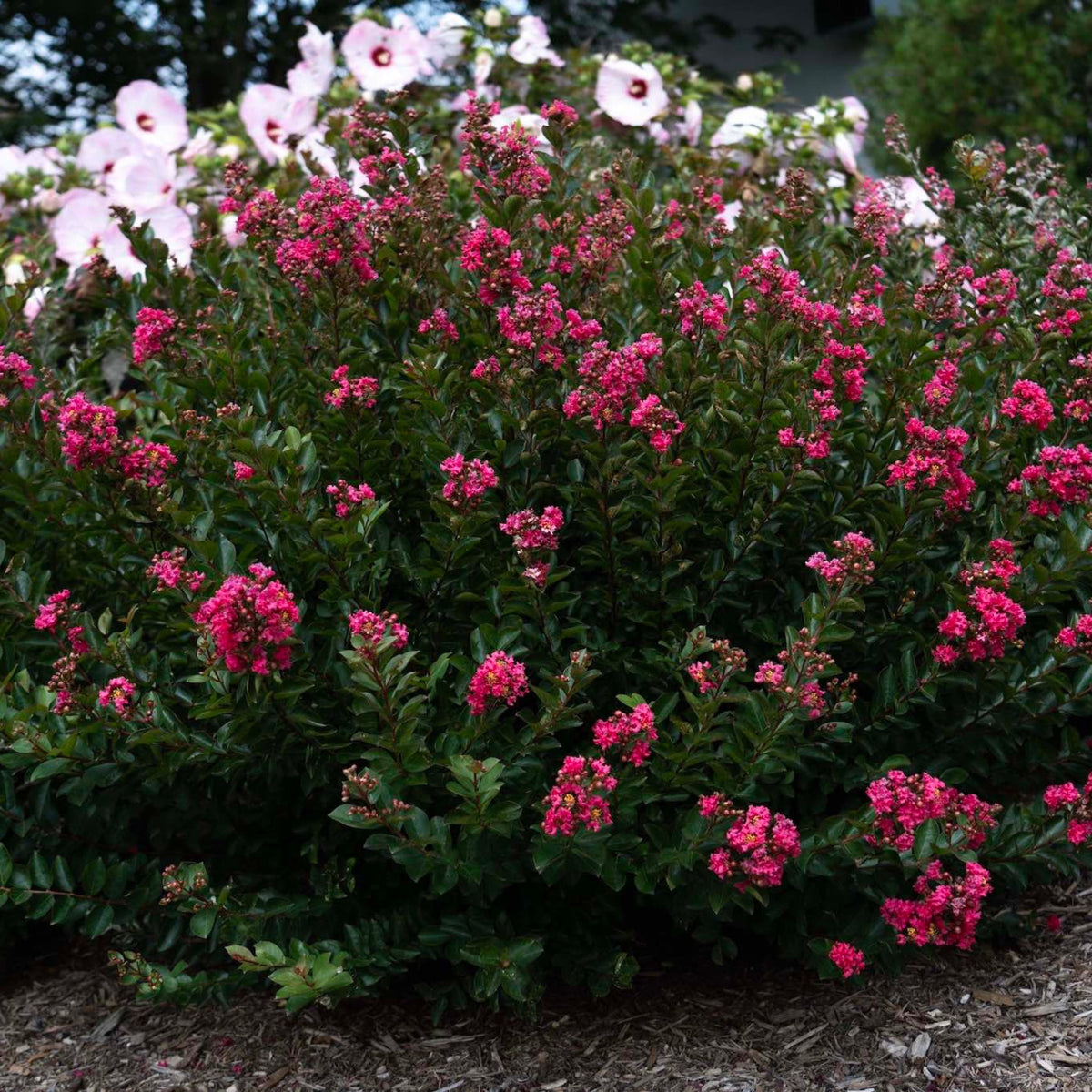 Bellini® Strawberry Crape Myrtle – Dwarf Red Blooms