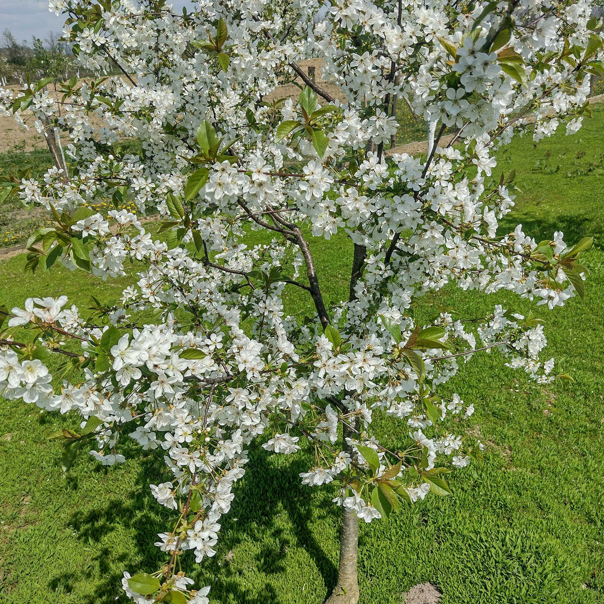 White flowering tree in a grassy area.  Henderson Garden Supply