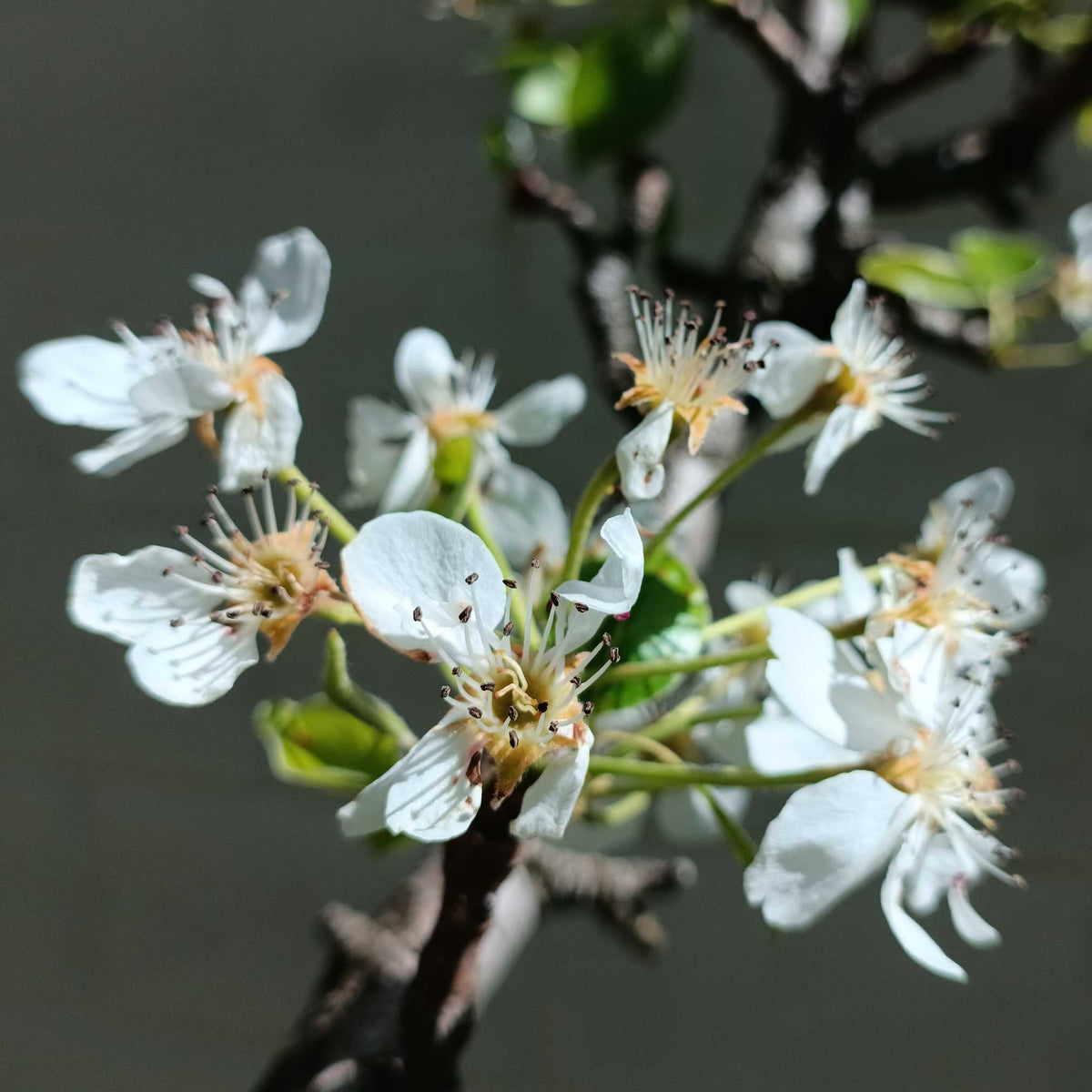 Close-up of white flowers on a branch with a blurred background.  Henderson Garden Supply