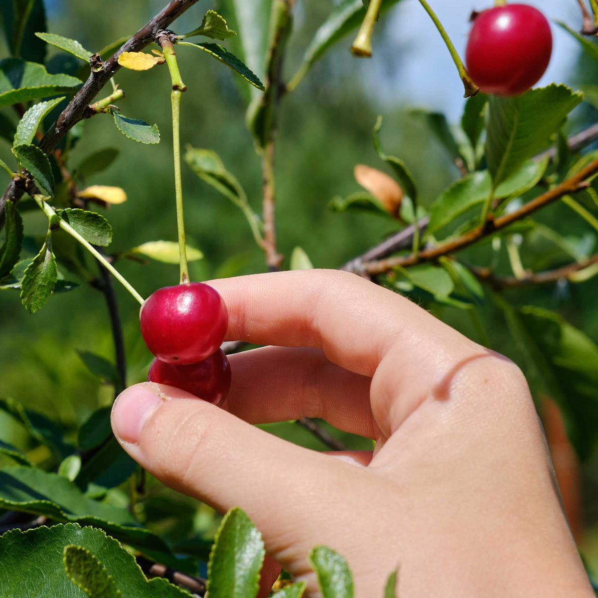 Hand picking a cherry from a tree.  Henderson Garden Supply