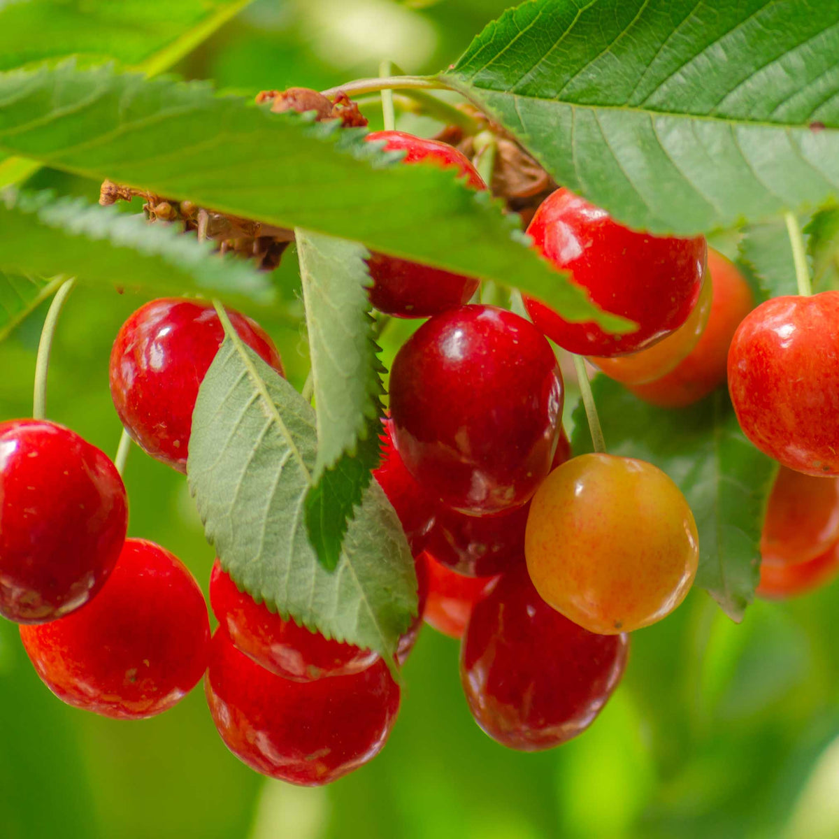 Close-up of red cherries on a tree branch with green leaves.  Henderson Garden Supply