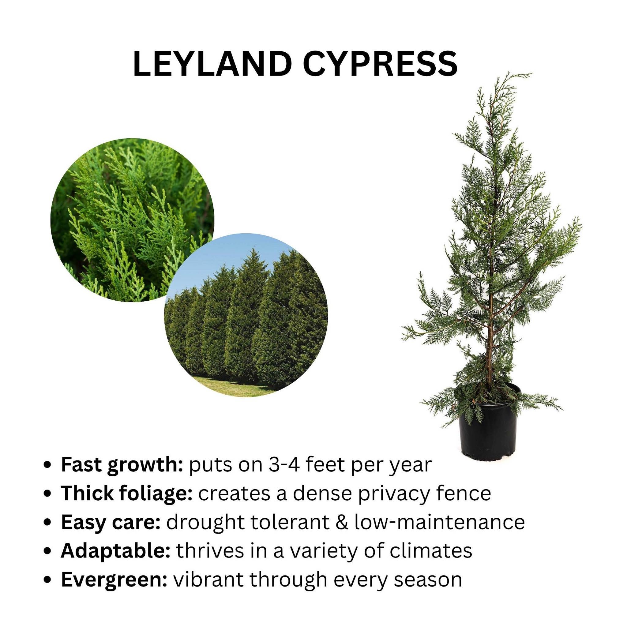Leyland Cypress Tree – America’s #1 Fast-Growing Privacy Screen