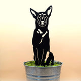 Belgian Malinois