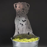 Border Terrier