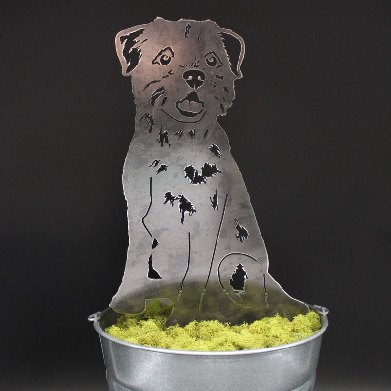 Border Terrier