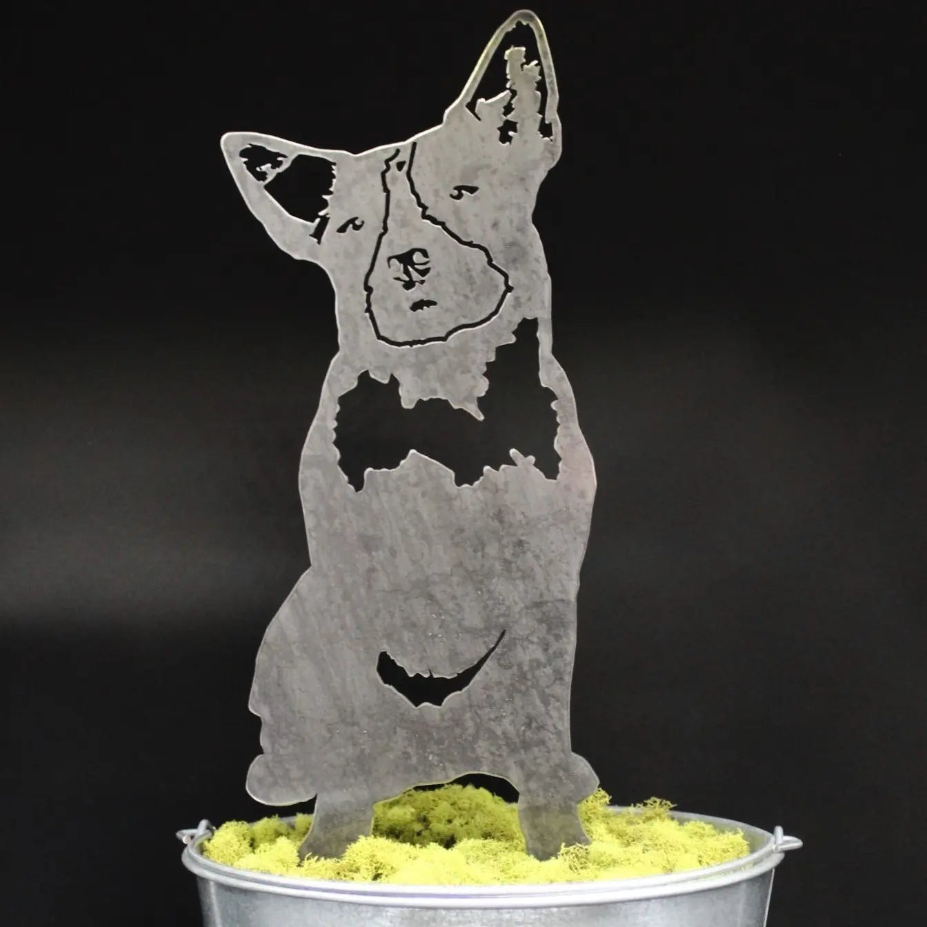 Blue Heeler