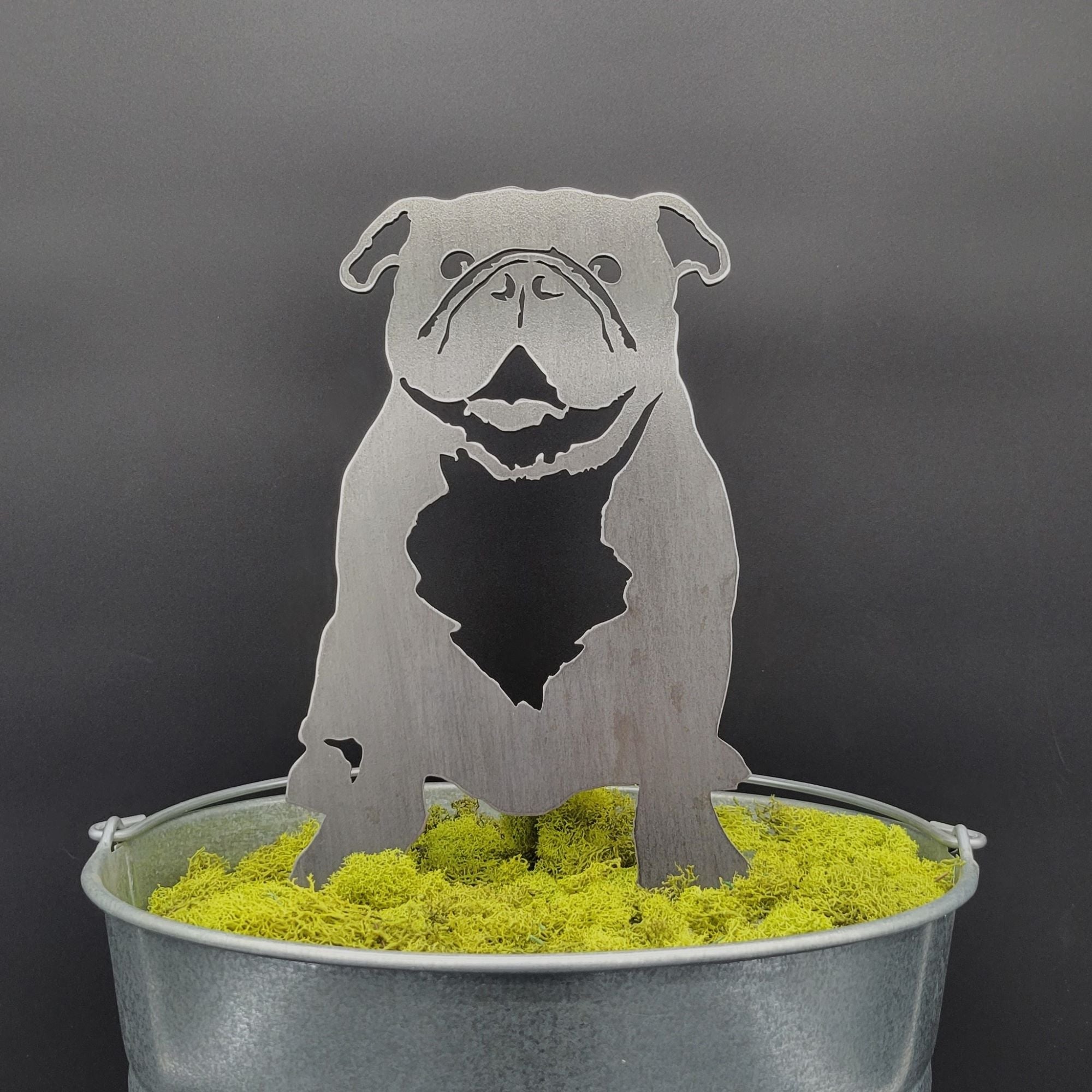 English Bulldog