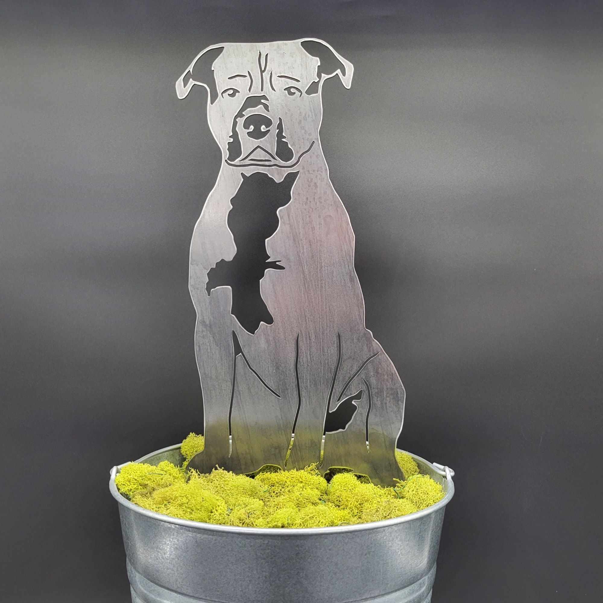 American Staffordshire Terrier
