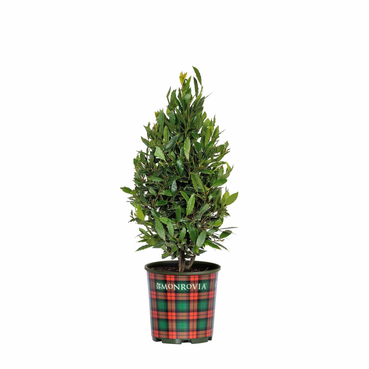 Little Ragu® Sweet Bay | Compact Culinary Bay Laurel for Containers