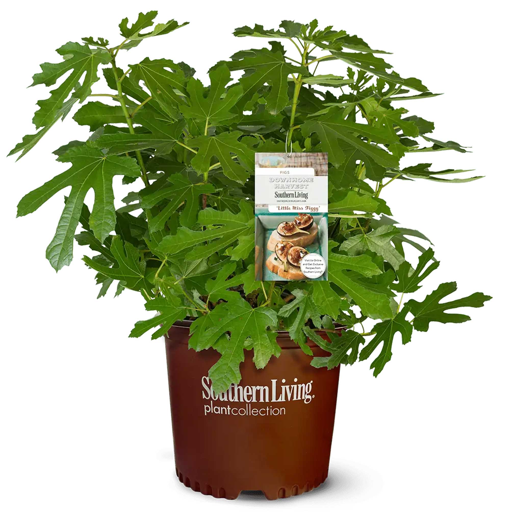 Potted plant with a Southern Living plant collection label on a white background.  Henderson Garden Supply