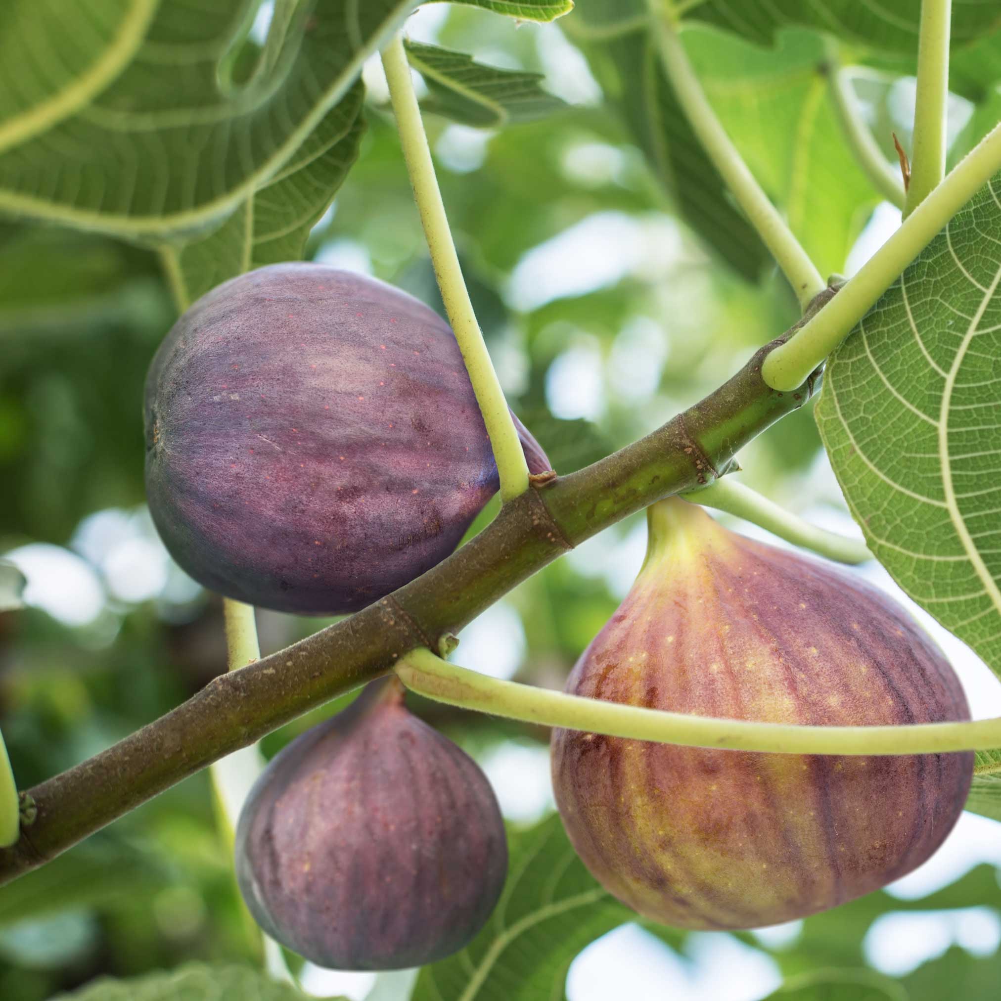 Ripe figs on a tree branch with green leaves.  Henderson Garden Supply