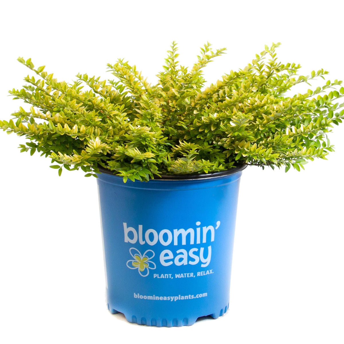 Thunderbolt® Box Honeysuckle – Chartreuse Foliage Shrub