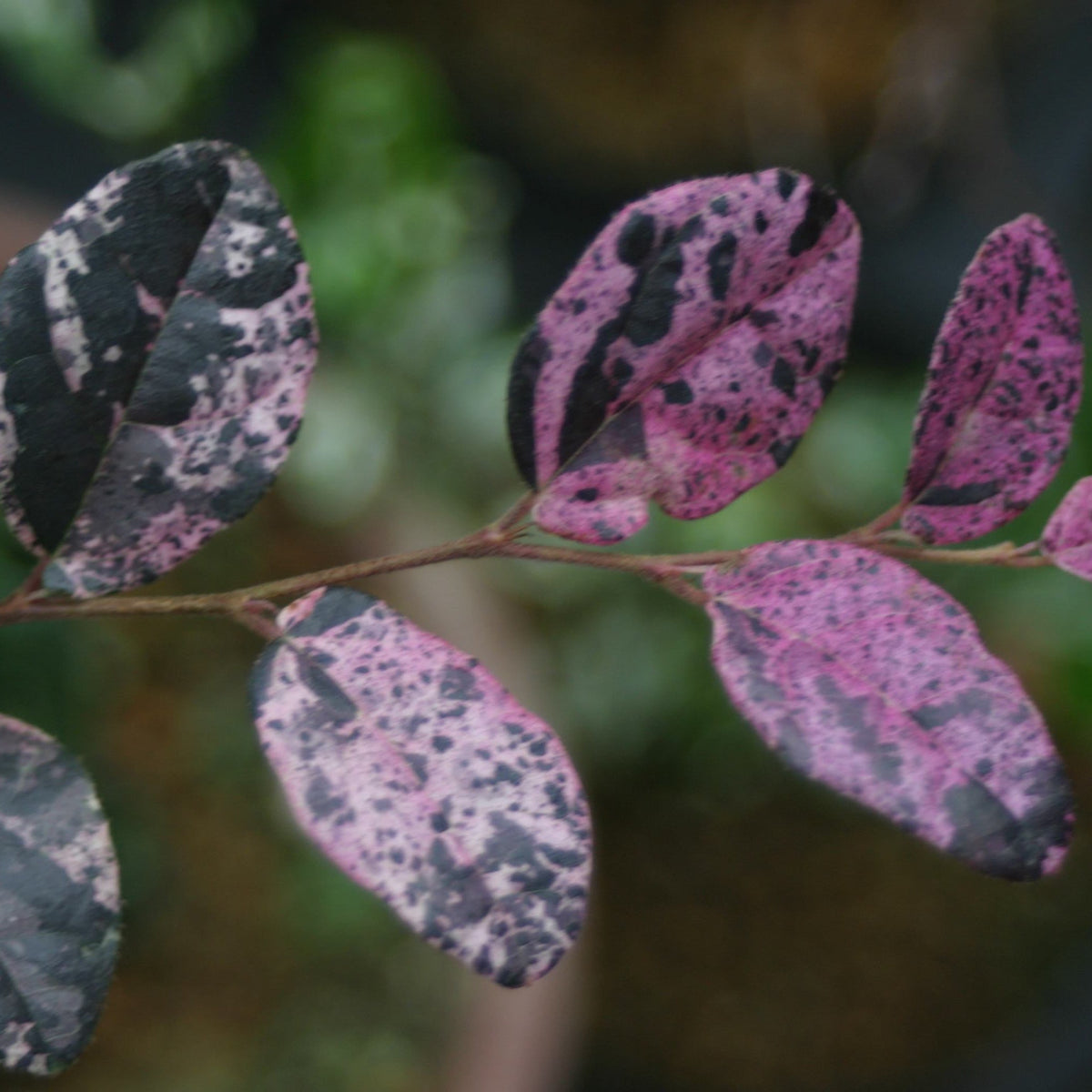 Jazz Hands Variegated® Loropetalum – Evergreen Shrub