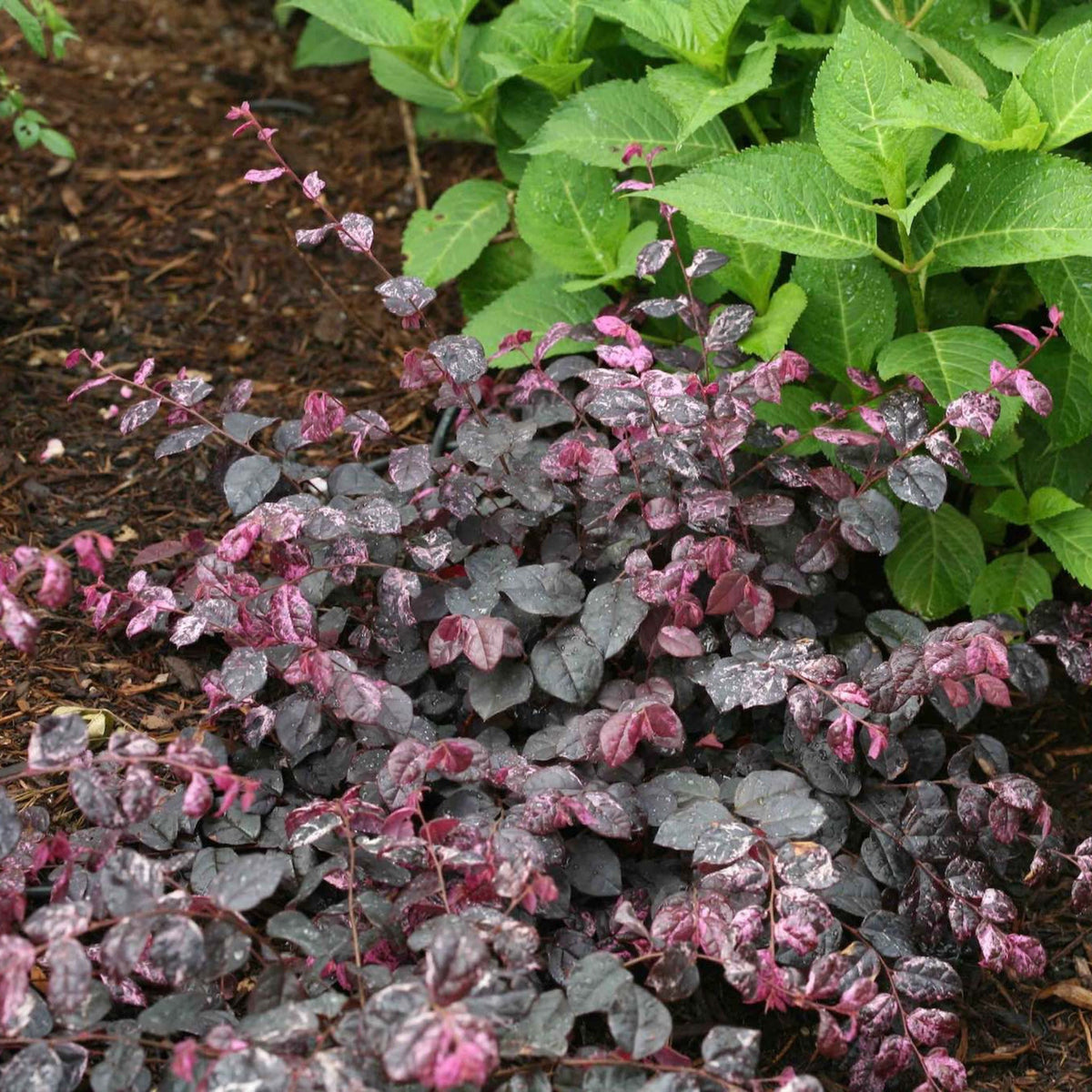Jazz Hands Variegated® Loropetalum – Evergreen Shrub