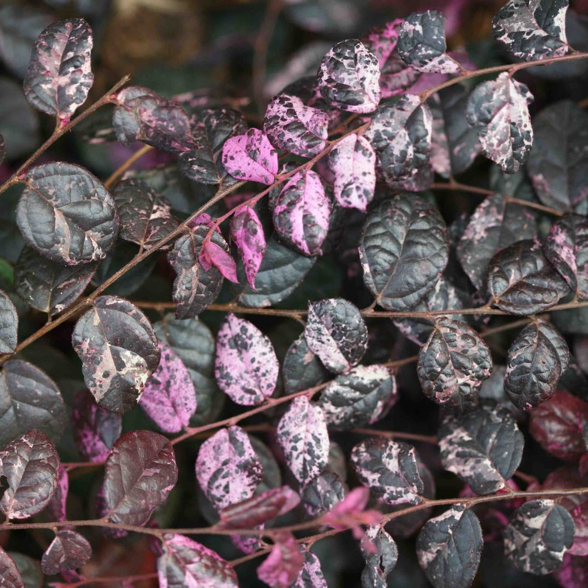 Jazz Hands Variegated® Loropetalum – Evergreen Shrub