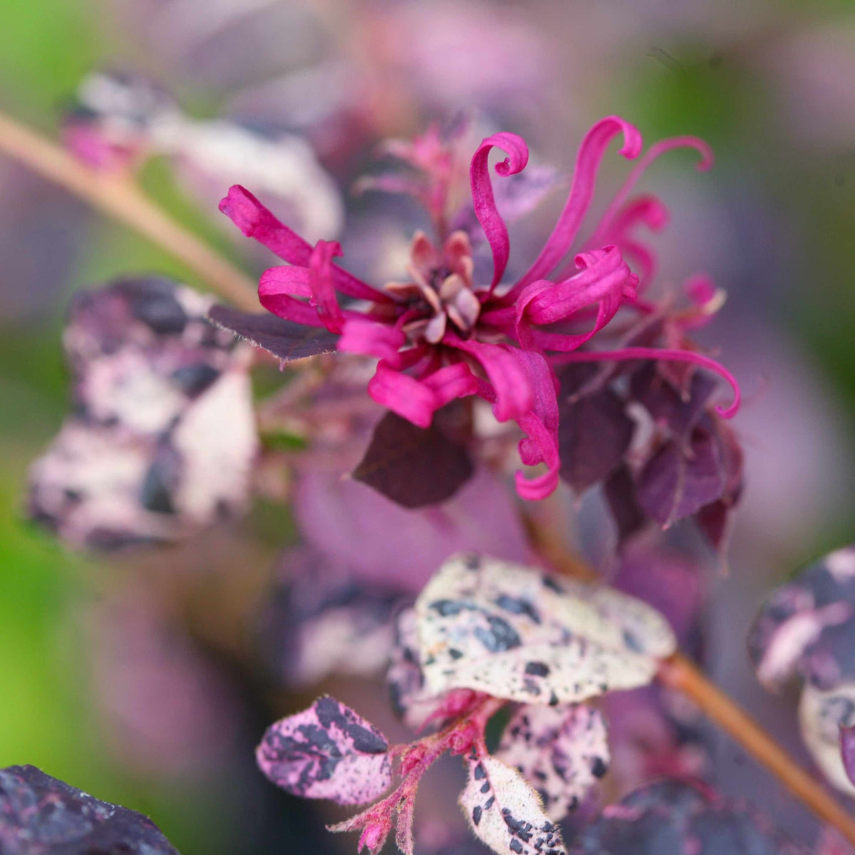 Jazz Hands Variegated® Loropetalum – Evergreen Shrub