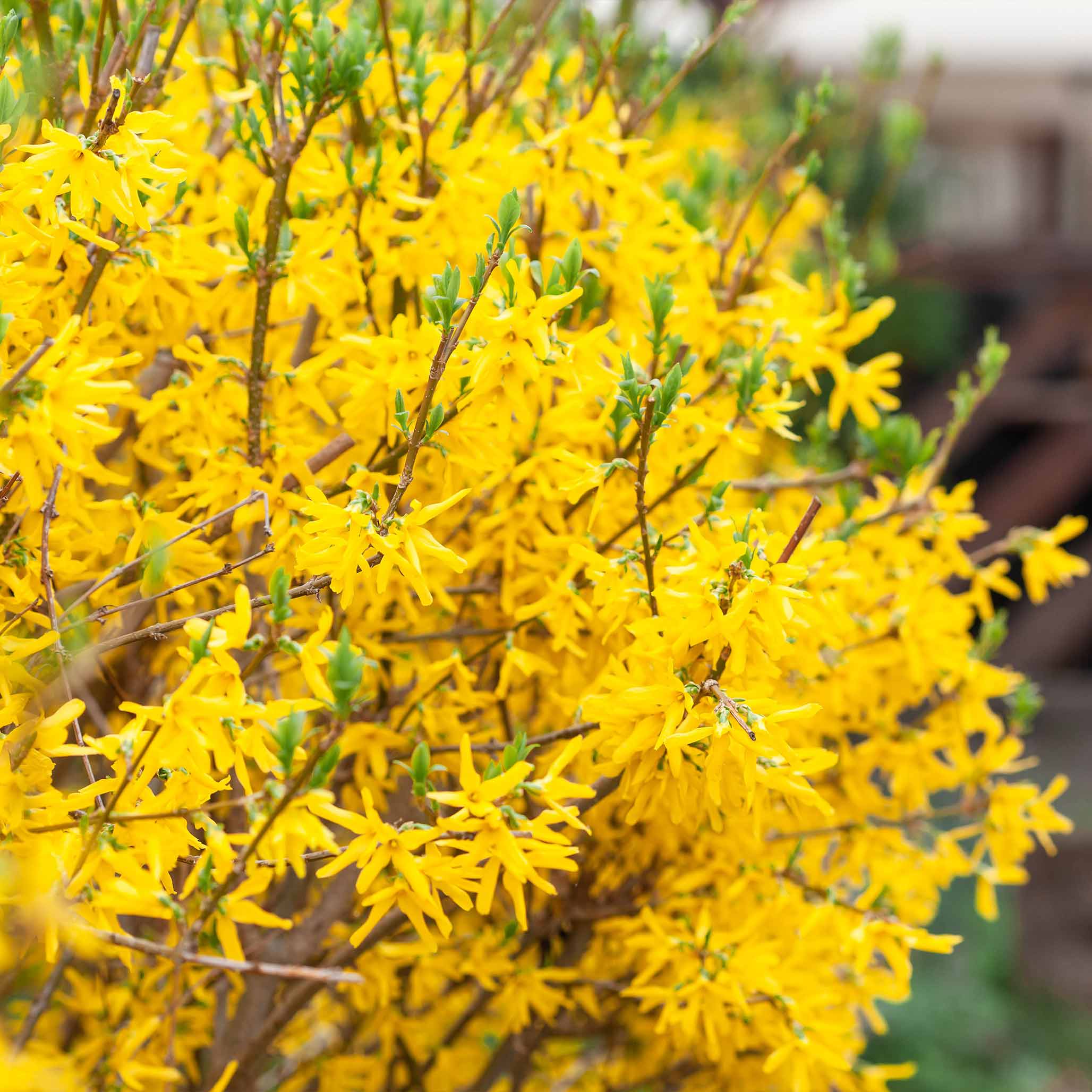Bouquet of bright yellow flowers with a blurred background.  Henderson Garden Supply