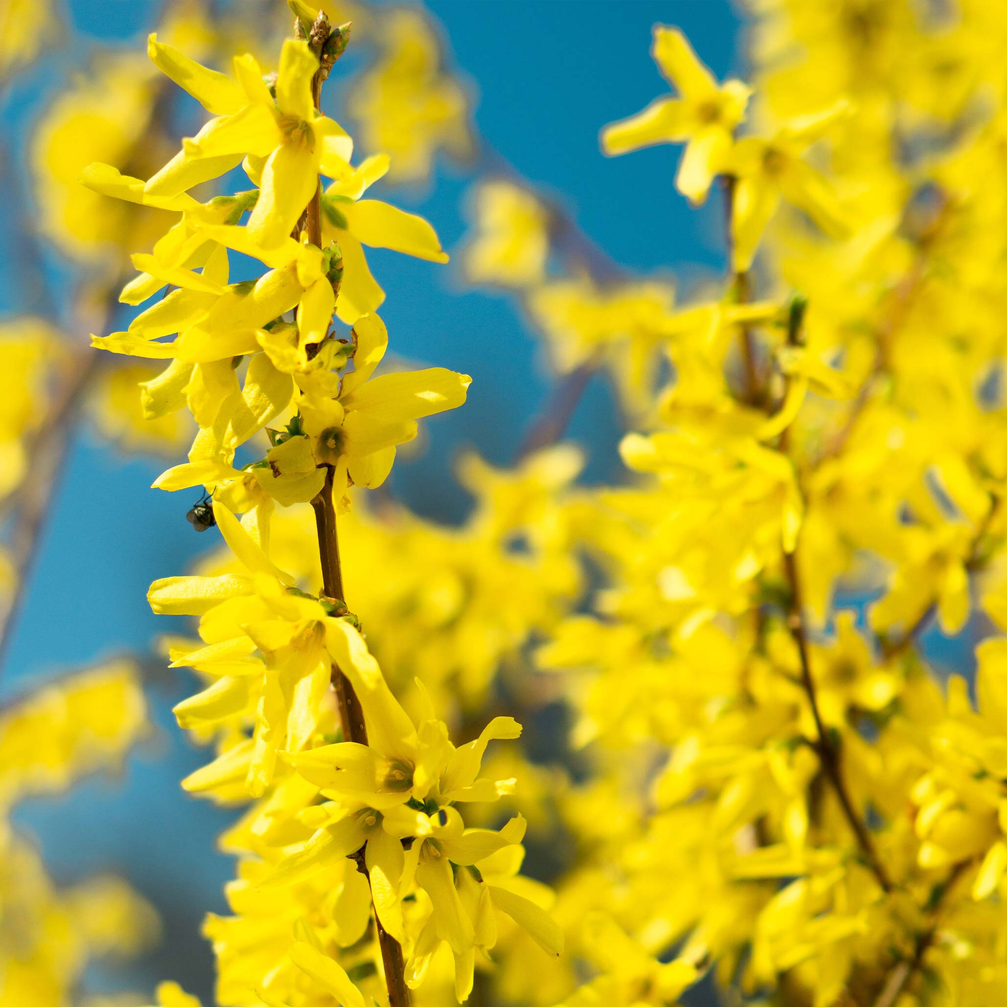 Close-up of yellow flowers against a blue sky.  Henderson Garden Supply