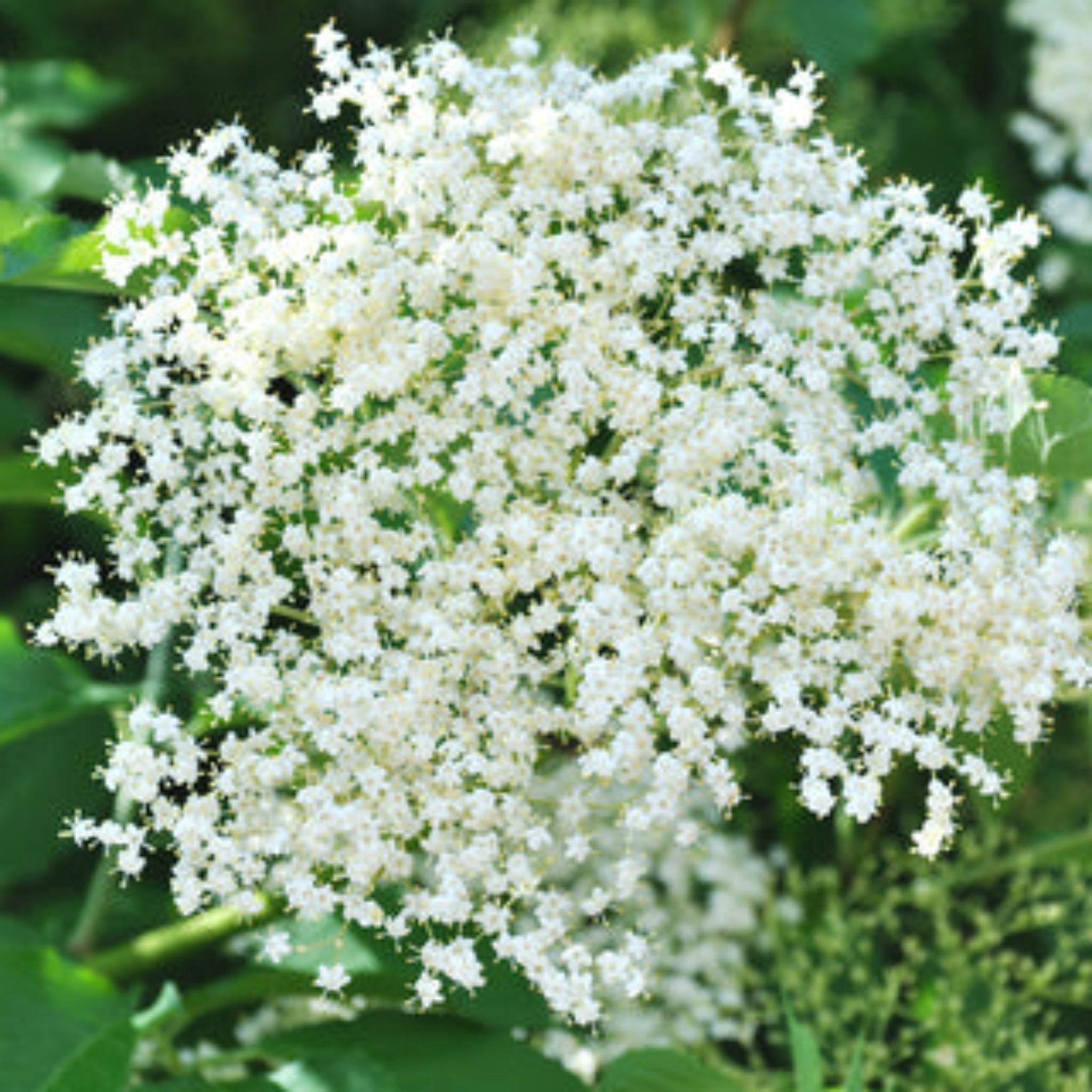 Close-up of a cluster of white flowers with green leaves in the background.  Henderson Garden Supply