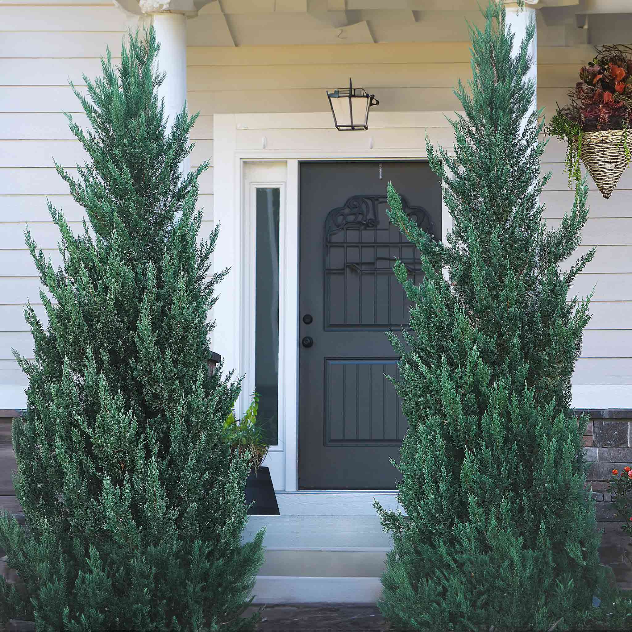 Moonglow Juniper Evergreen - Henderson Garden Supply