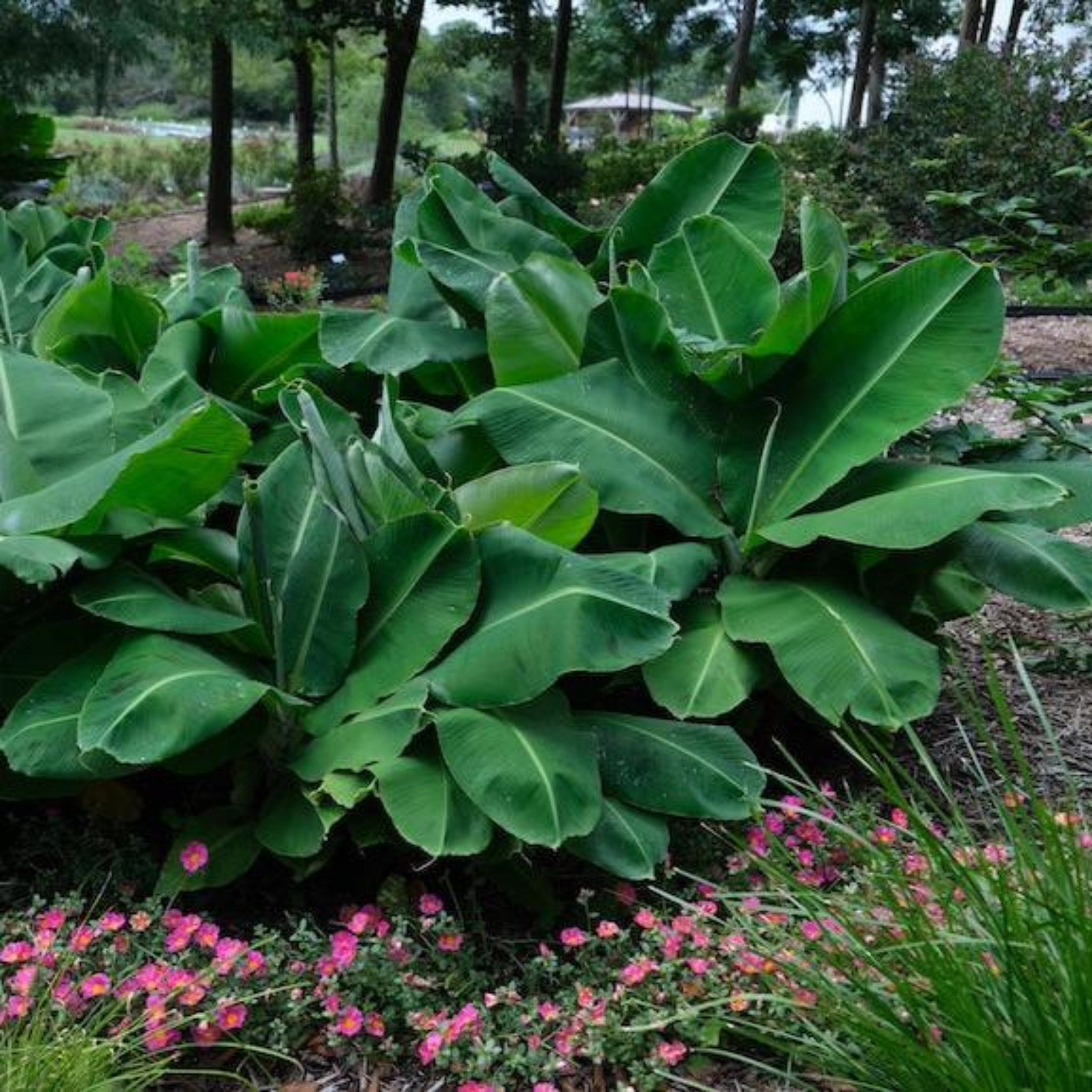 Large green leaves with pink flowers in a garden setting.  Henderson Garden Supply